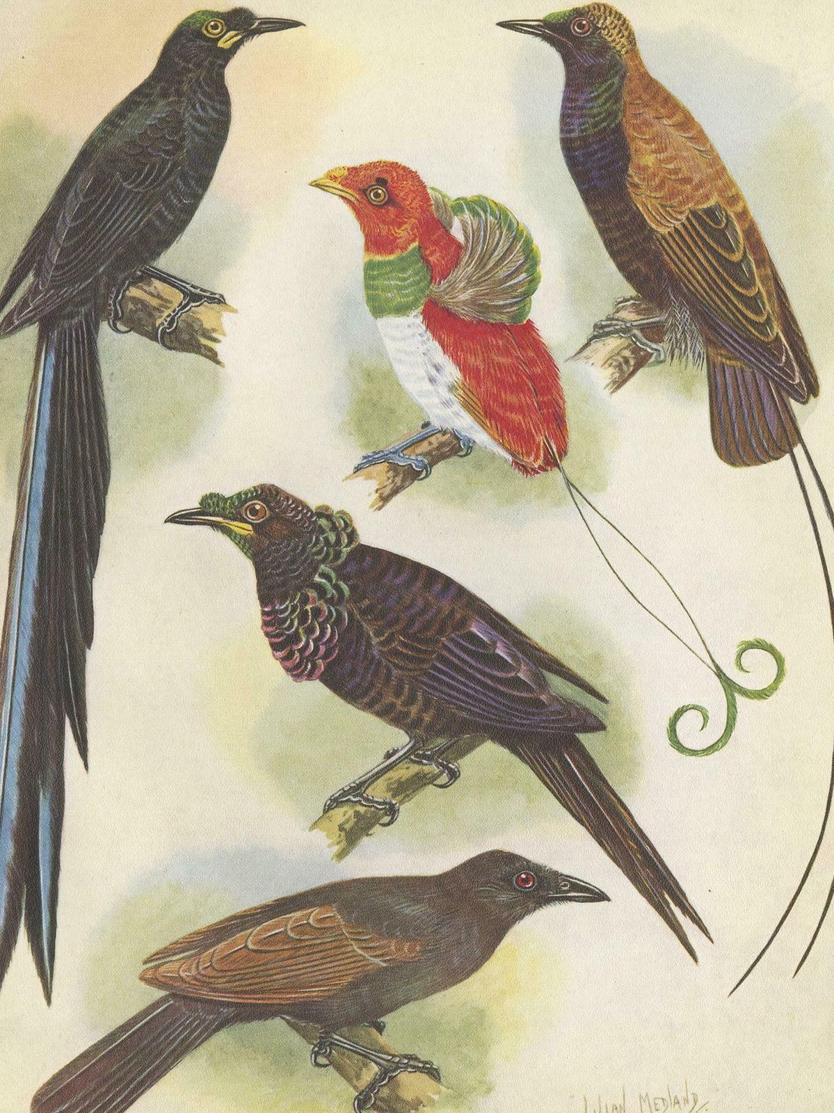 Antique Print Of The False Lobed Longtail And Others, 1950 photo Art