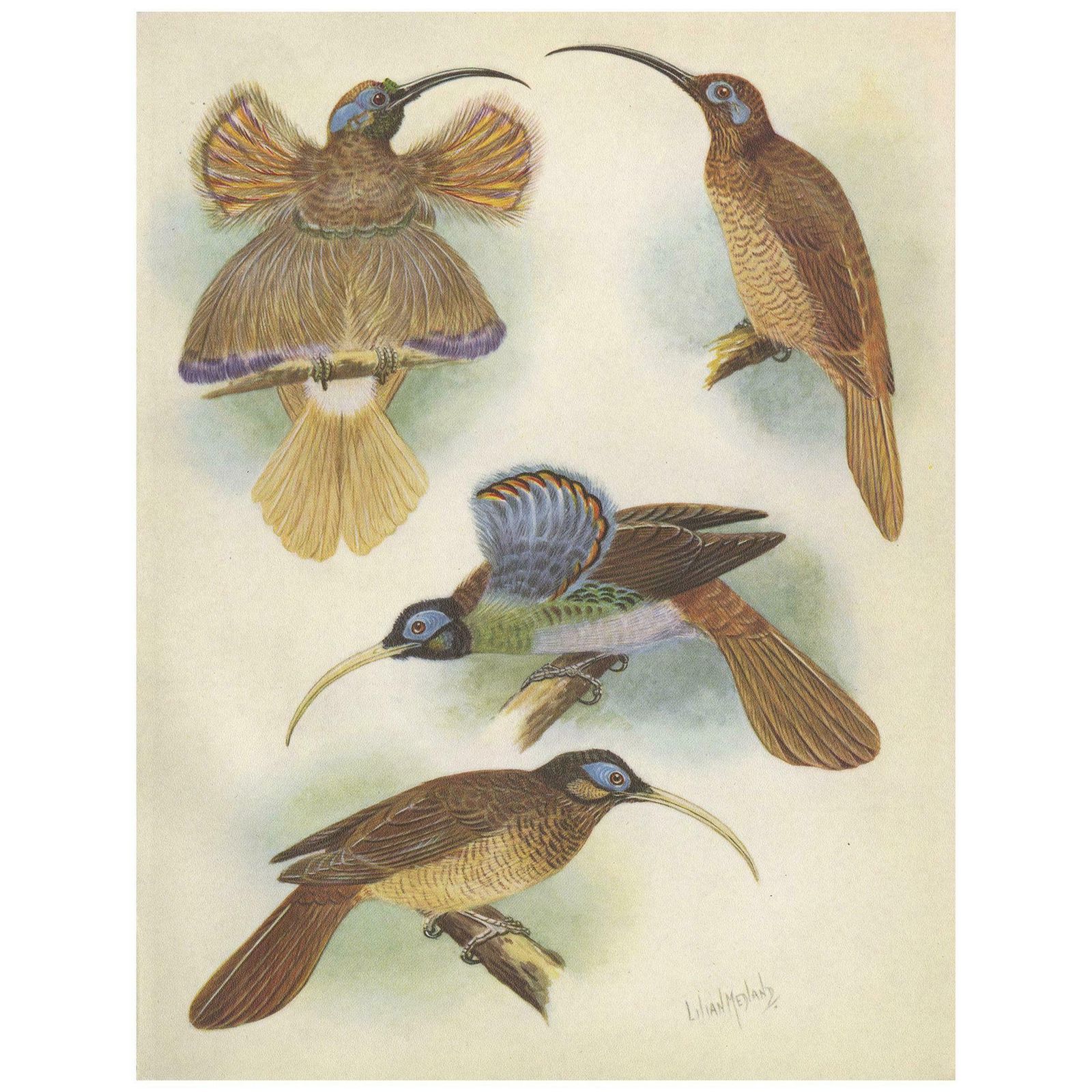 Antique Print Of The Red Sickle Billand And The White Billed Sickle Bill, 1950