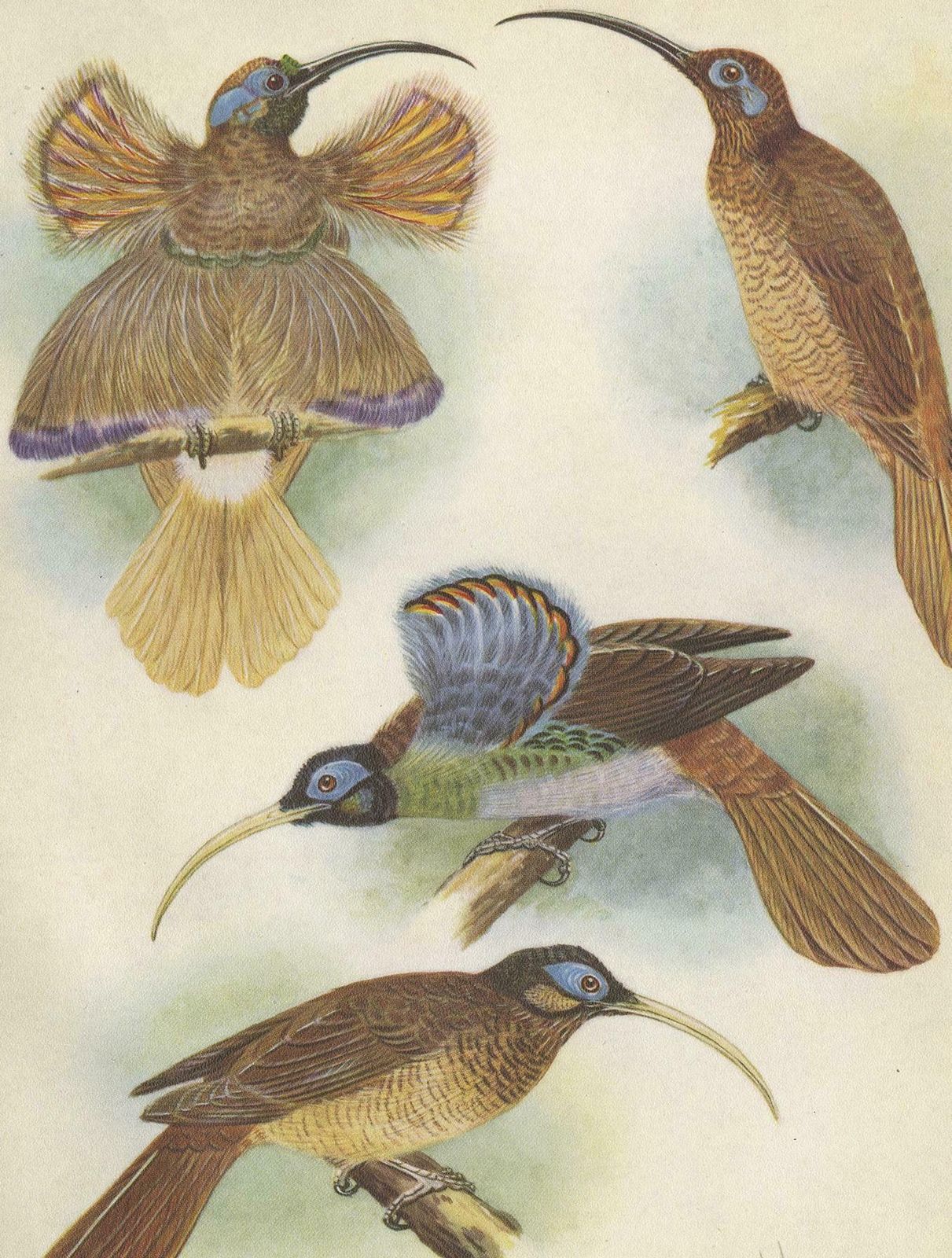 Antique Print Of The Red Sickle Billand And The White Billed Sickle Bill, 1950 photo Art