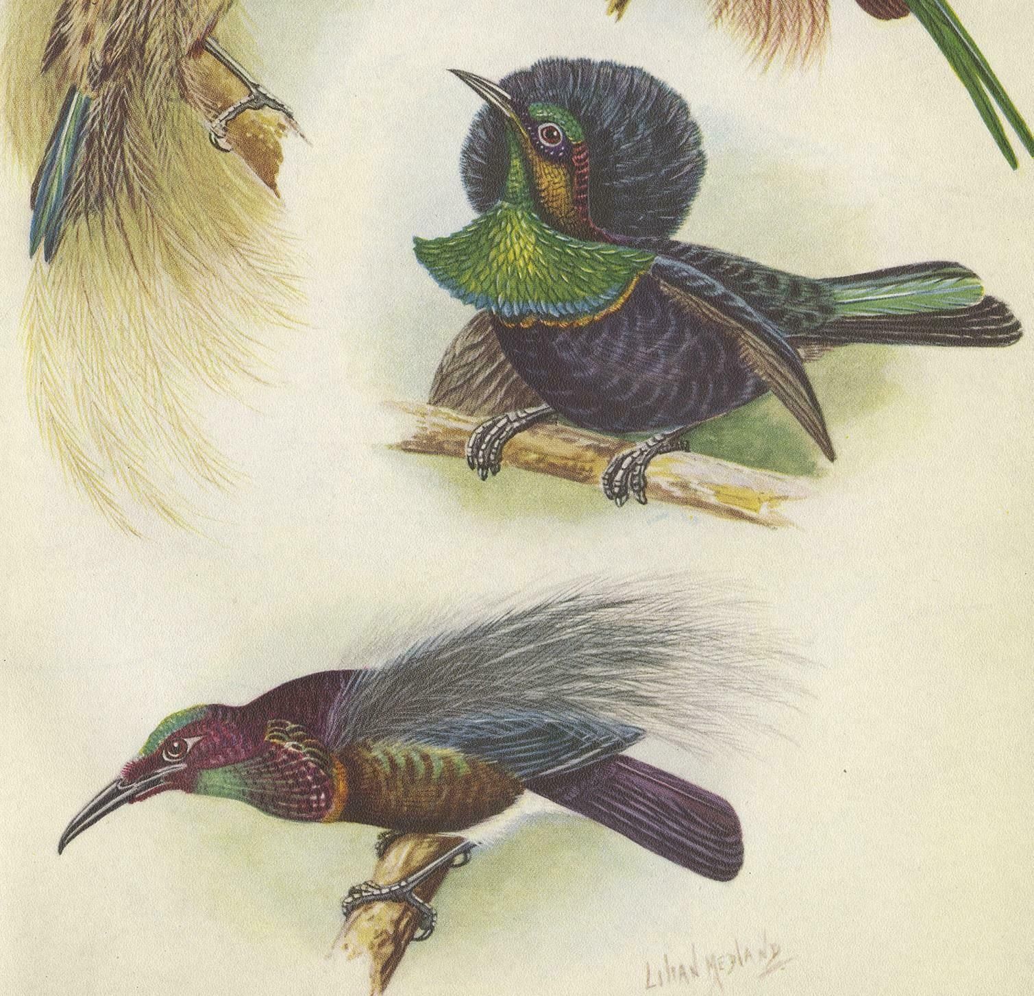 Antique Print Of The Bensbach's Rifle Bird And Others, 1950 photo for sale