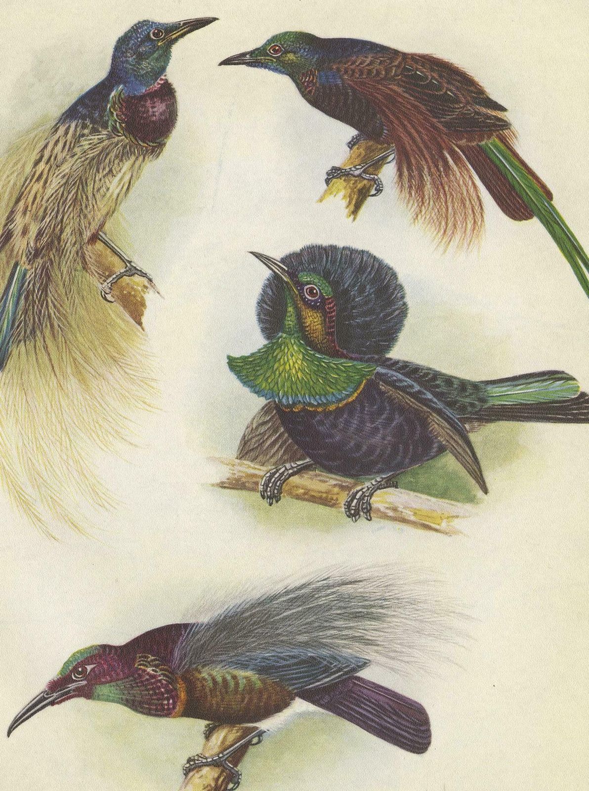Antique Print Of The Bensbach's Rifle Bird And Others, 1950 photo Art