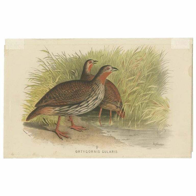 Antique Bird Print Of The Swamp Partridge By Hume & Marshall, 1879