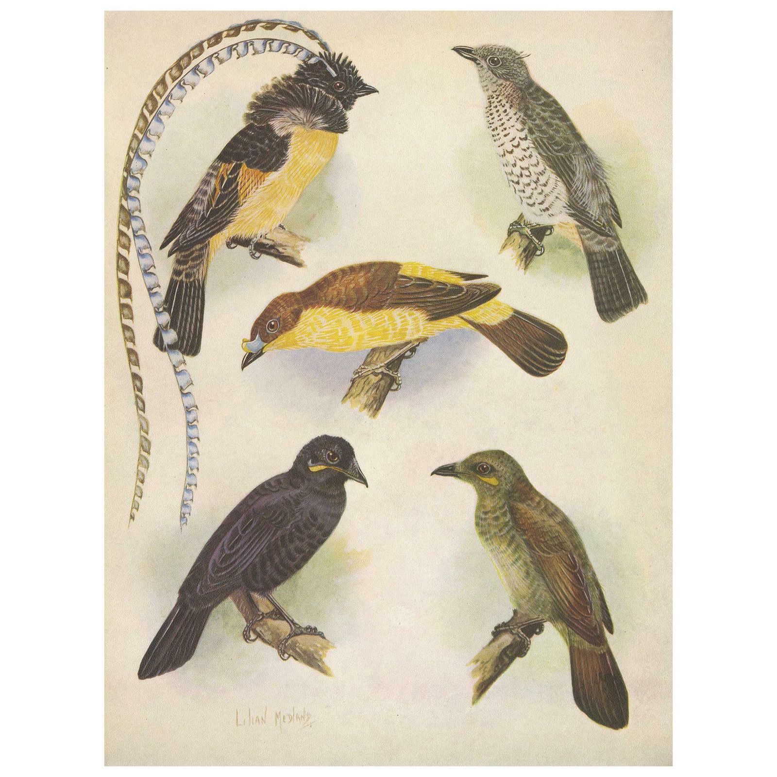 Antique Print Of The Enameled Bird, Shield Bill & Loria's Bird, 1950