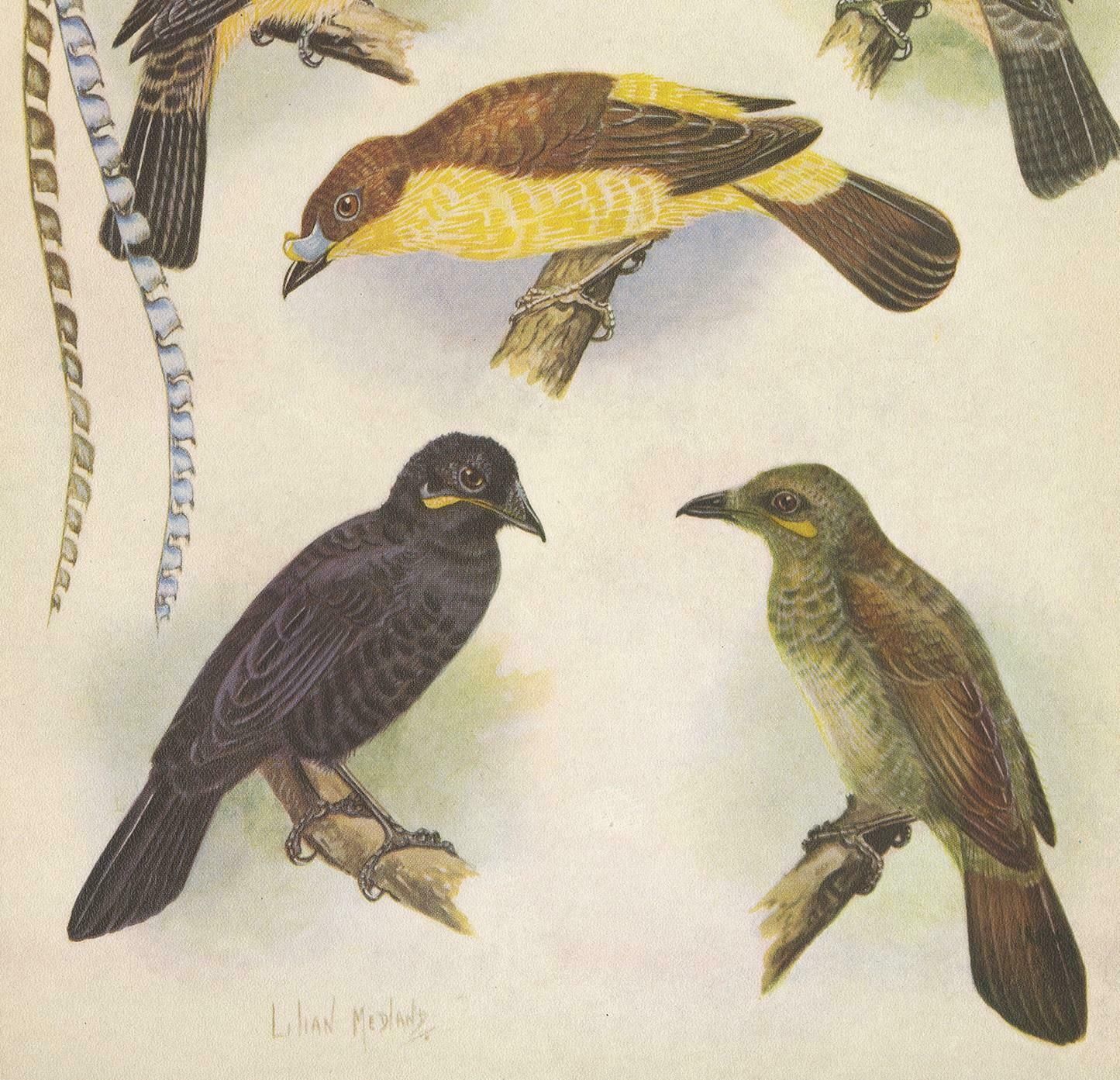 Antique Print Of The Enameled Bird, Shield Bill & Loria's Bird, 1950 photo for sale
