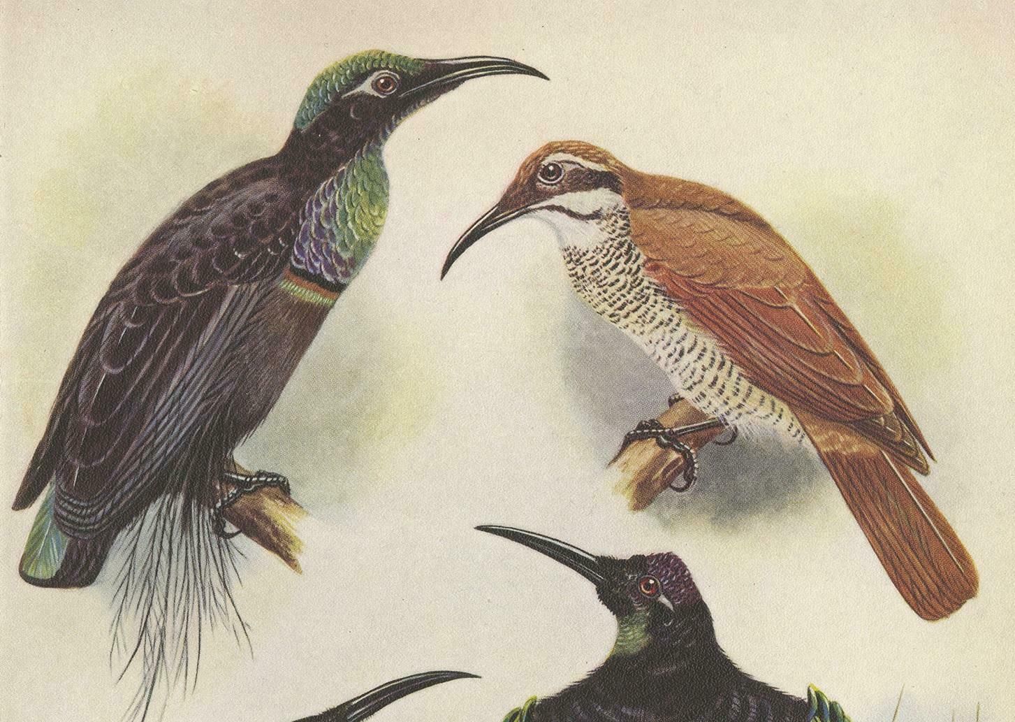 Antique Print Of The Magnificent Rifle Bird & The Twelve Wired Bird Of Paradise photo furniture