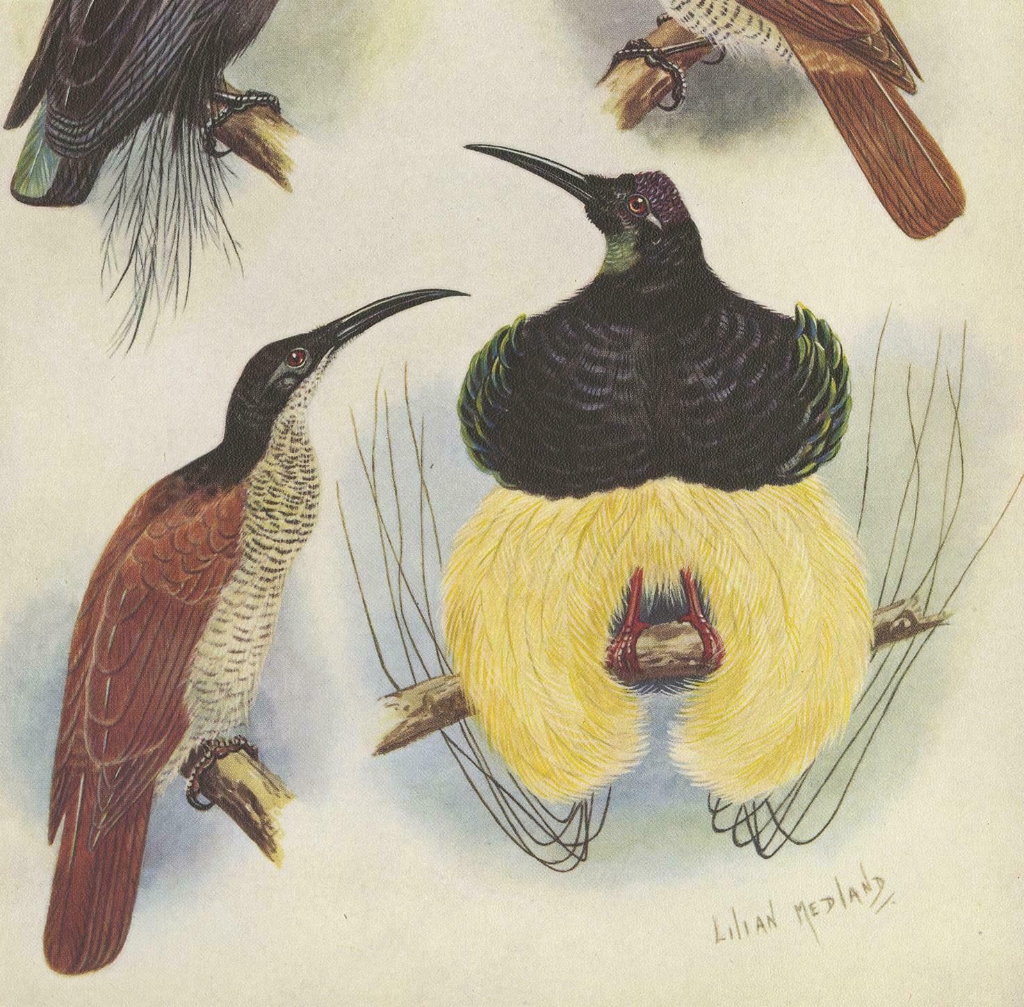 Antique Print Of The Magnificent Rifle Bird & The Twelve Wired Bird Of Paradise photo for sale