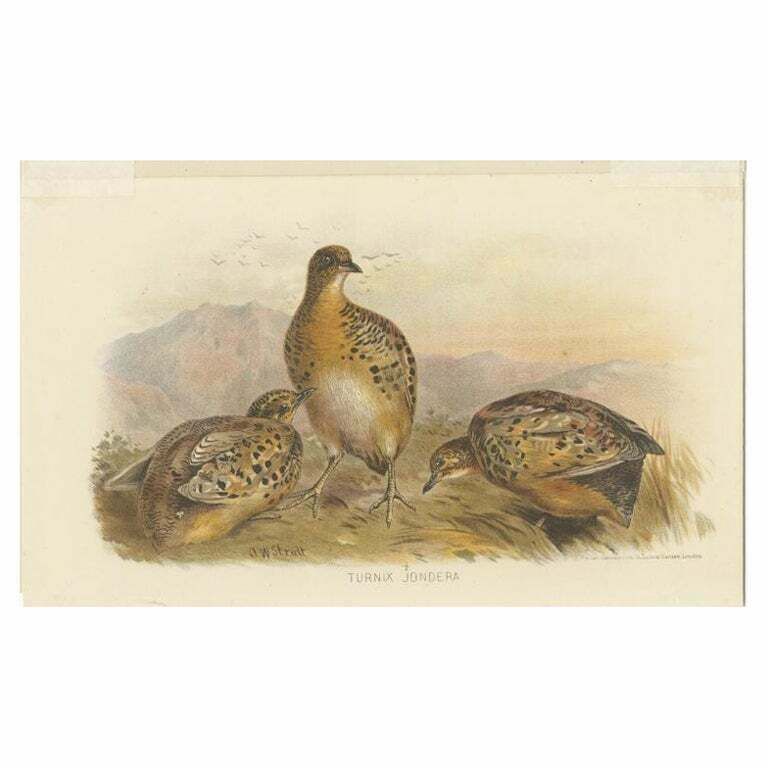Antique Bird Print Of The Indian Button Quail By Hume & Marshall, 1879