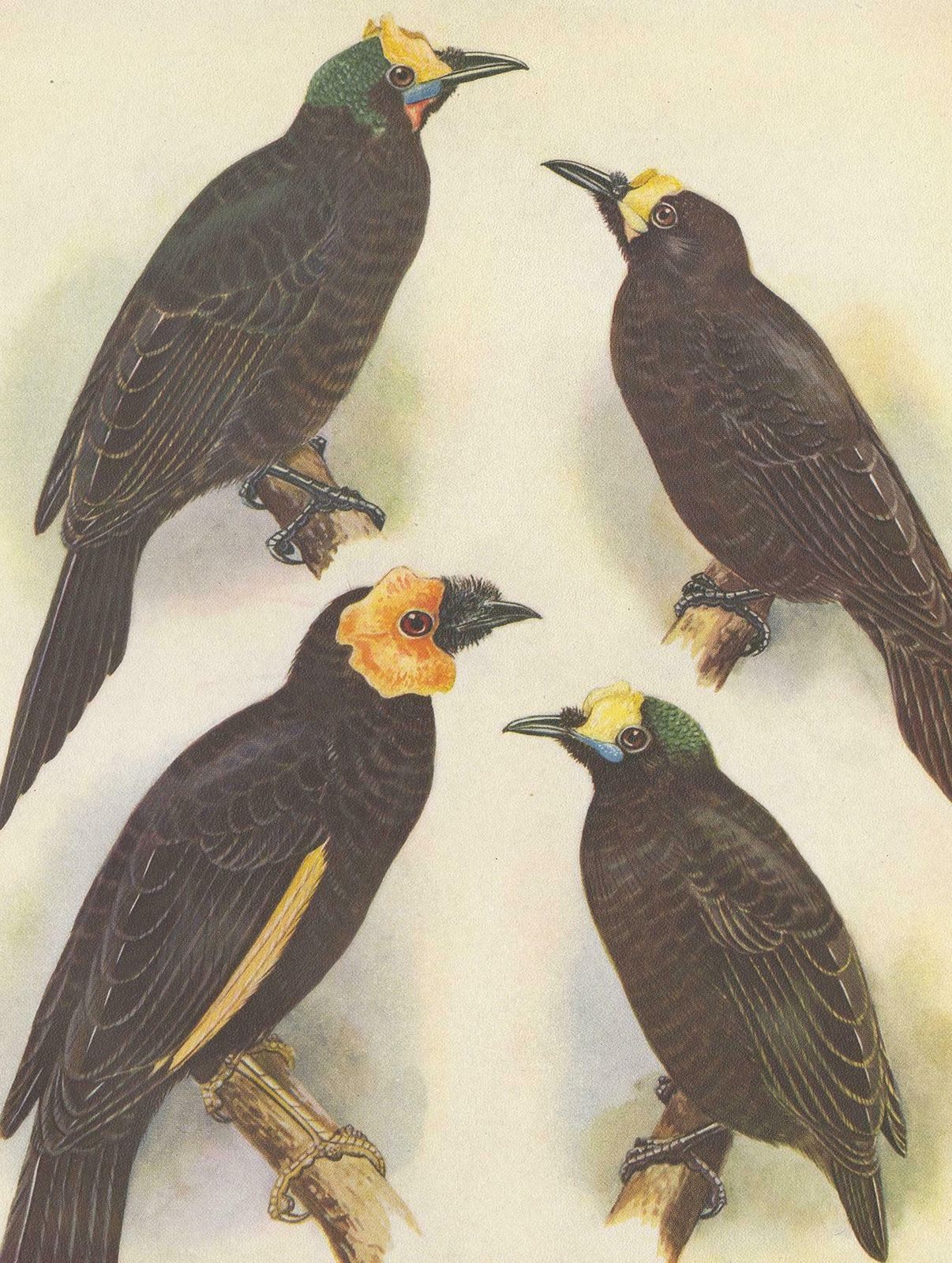 Antique Print Of The Wattled Bird Of Paradise And Others, 1950 photo Art
