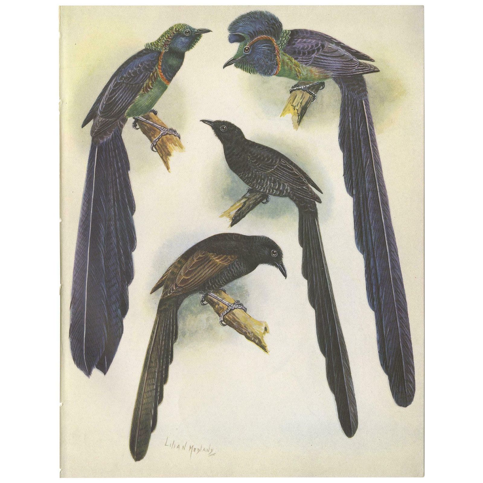 Antique Print Of The Long Tailed Bird Of Paradise & The Rothschild's Longtail