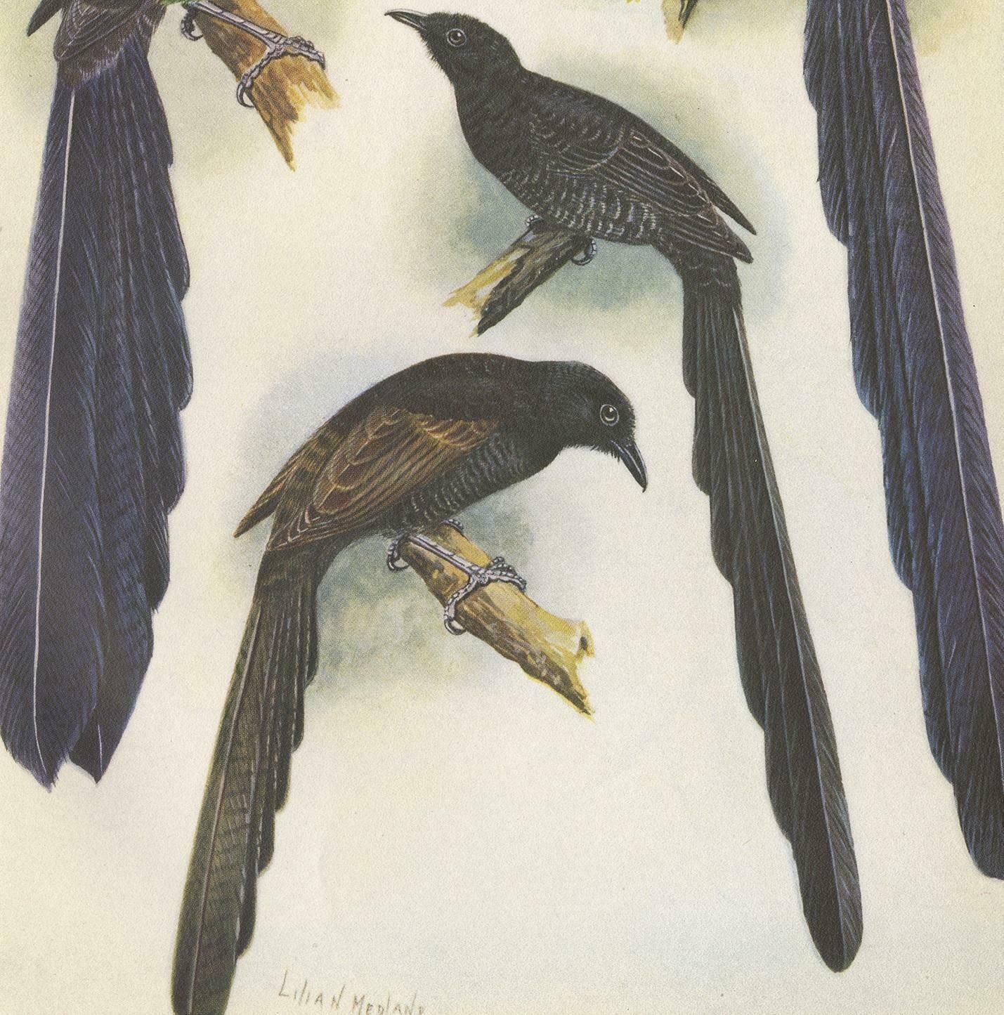 Antique Print Of The Long Tailed Bird Of Paradise & The Rothschild's Longtail photo for sale