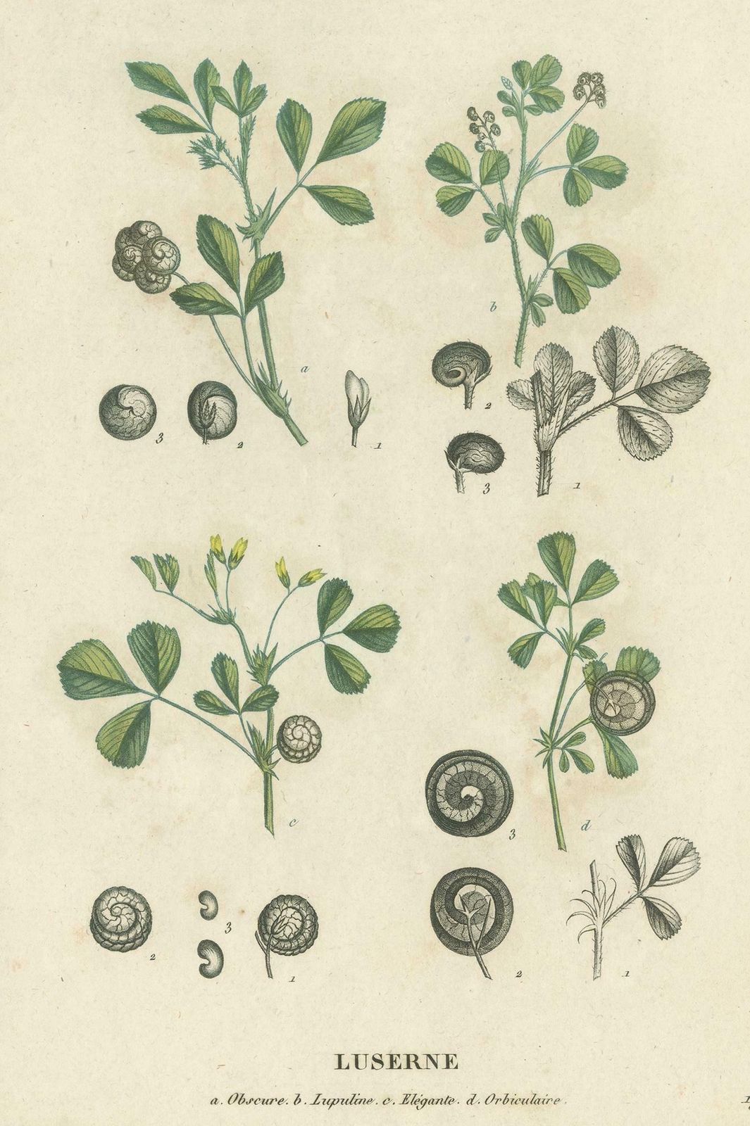 Antique Print Of Alfalfa 'Or Lucerne' By Jaume Saint Hilaire '1829' photo Art