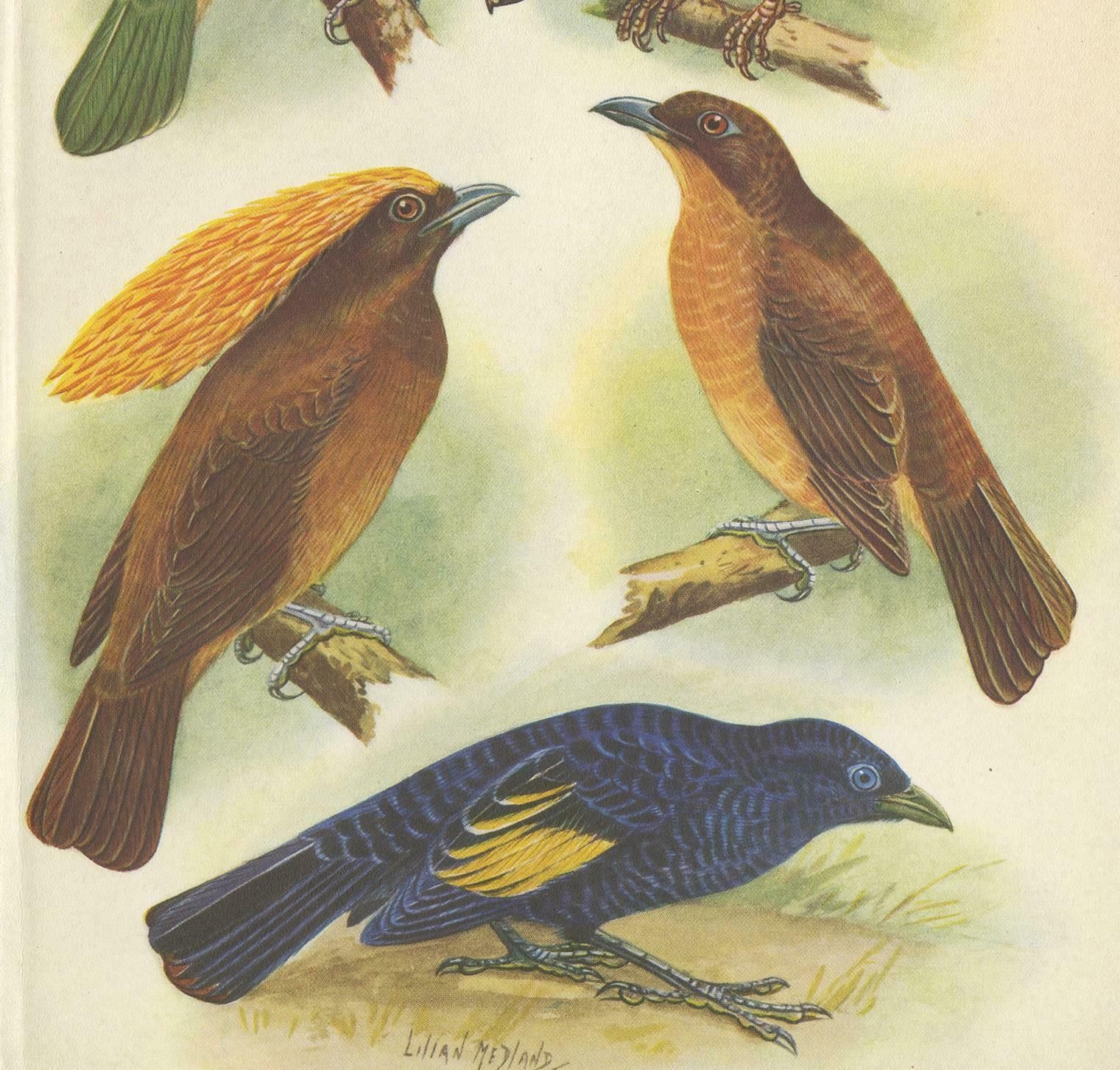 Antique Print Of The White Eared Cat Bird, Tooth Billed Cat Bird And Other, 1950 photo for sale