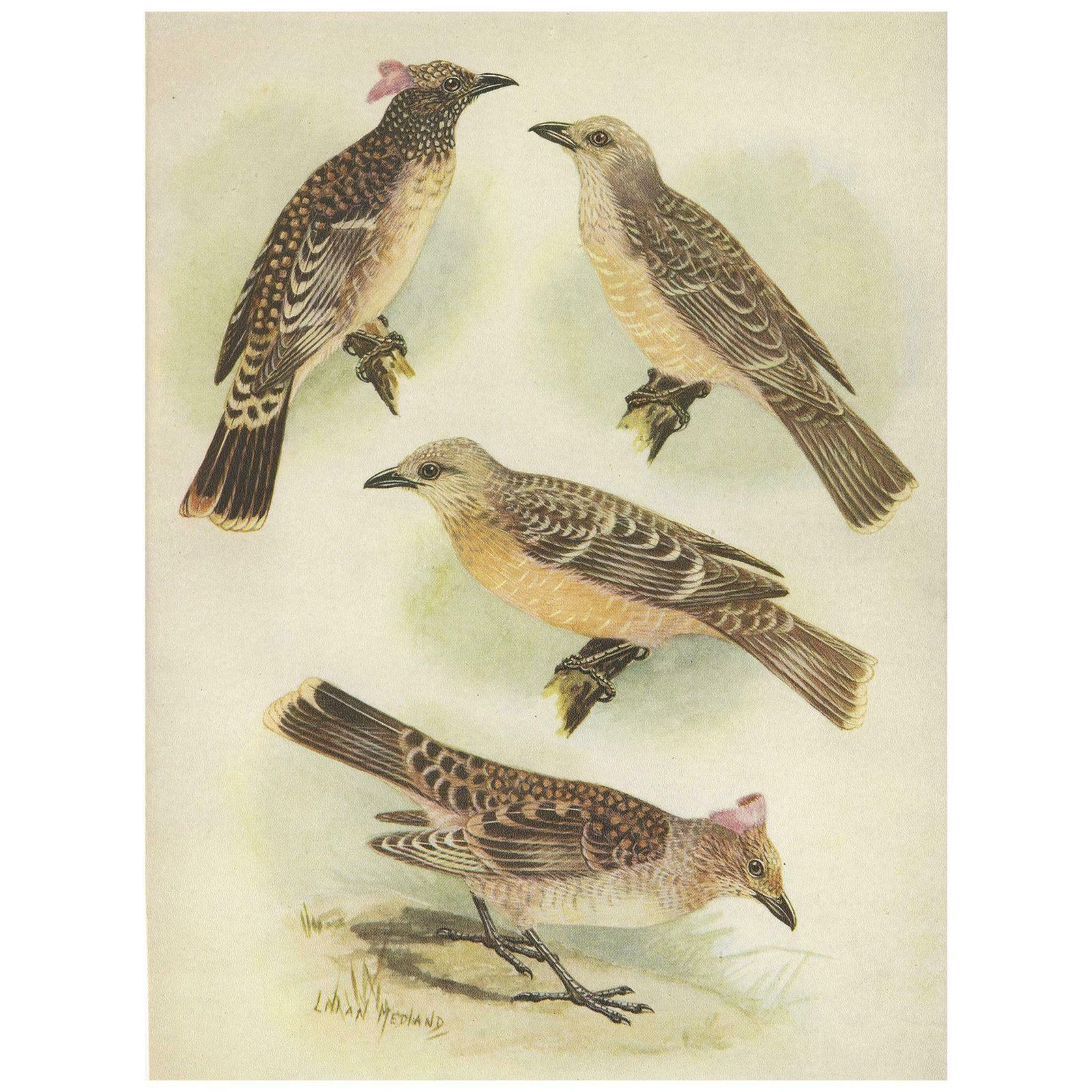 Antique Print Of The Spotted Bower Bird And Fawn Breasted Bower Bird, 1950