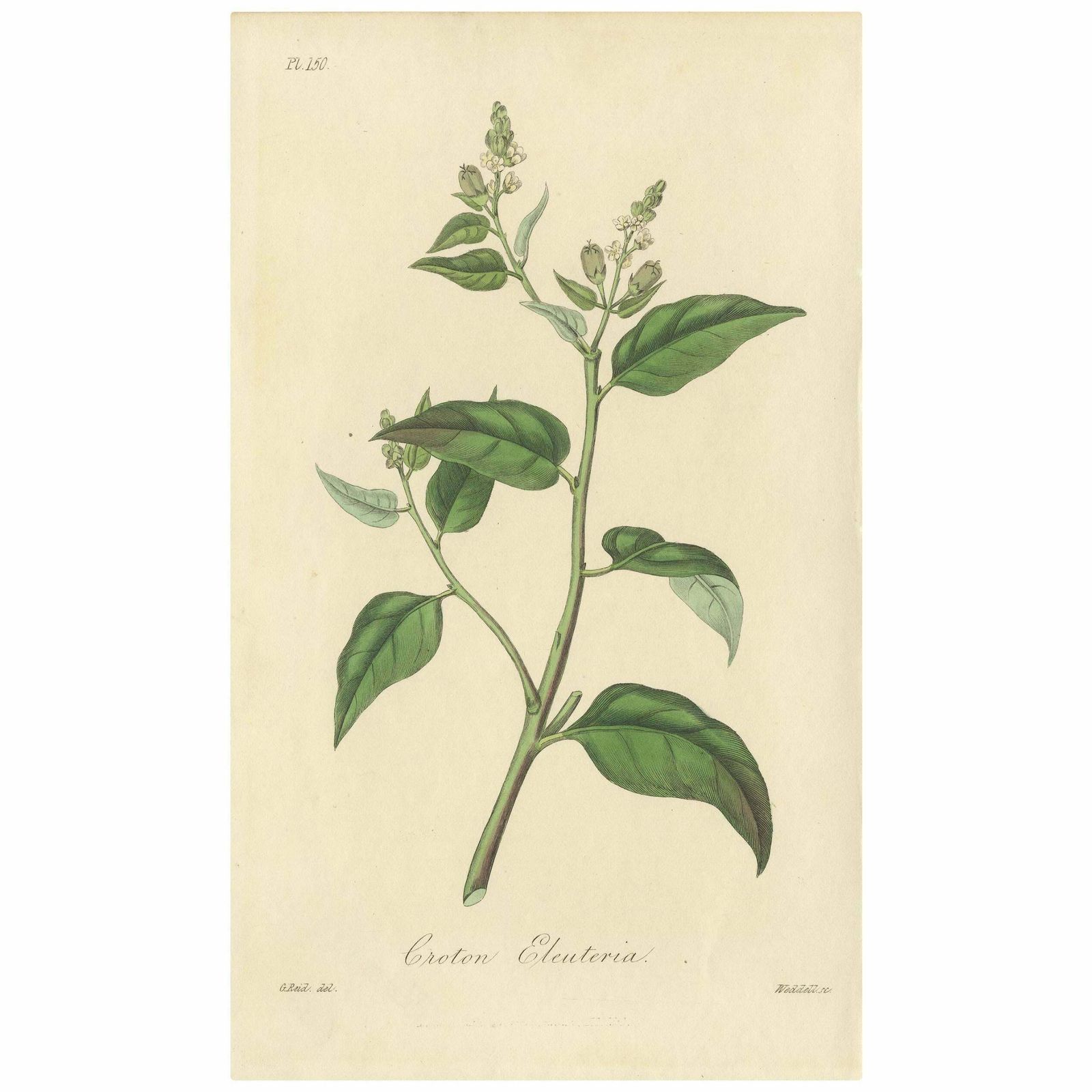 Antique Botany Print Of The Cascarilla Tree By G. Reid, 1831
