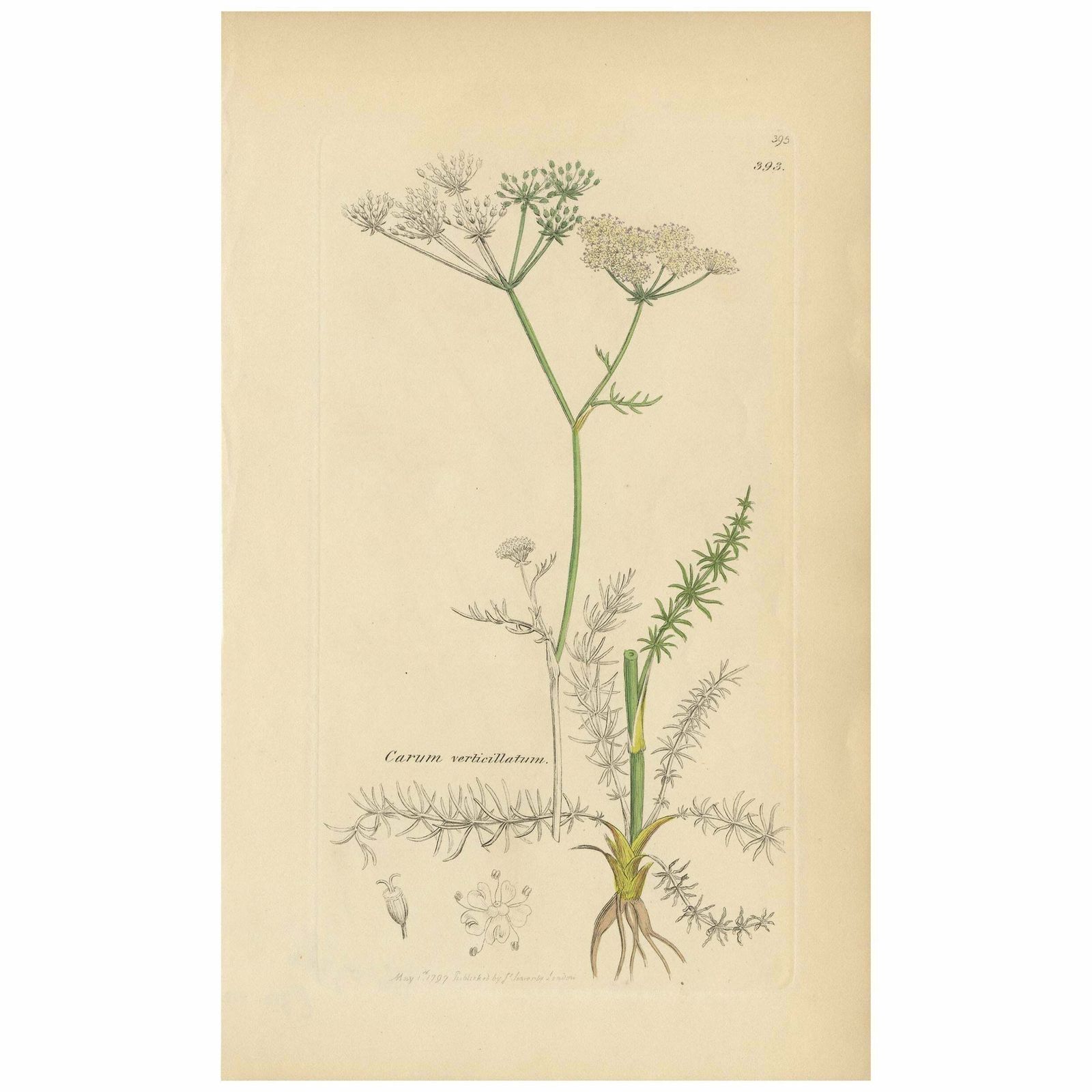 Antique Botany Print 'Carum Verticillatum' By J. Sowerby, 1797