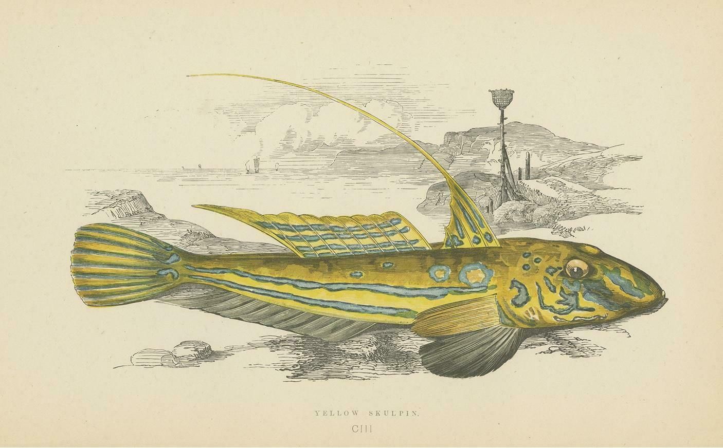 Antique Print Of The Yellow Skulpin Fish By J. Couch, Circa 1870 photo for sale