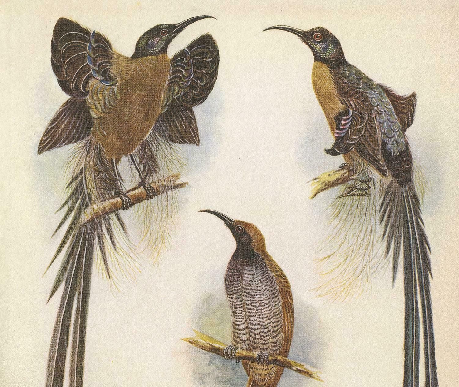 Antique Print Of The Meyer's Sickle Bill And The Greater Sickle Bill, 1950 photo furniture