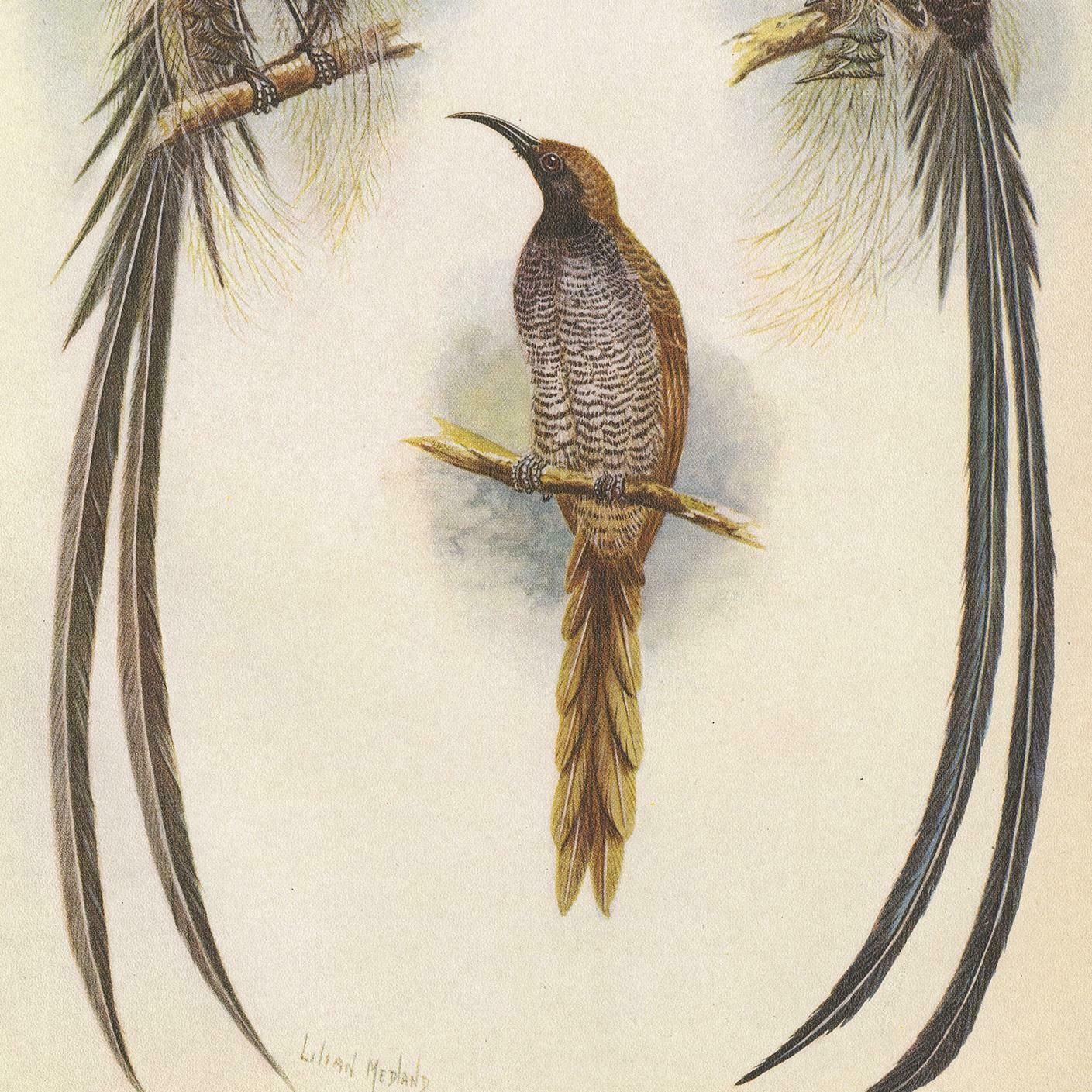 Antique Print Of The Meyer's Sickle Bill And The Greater Sickle Bill, 1950 photo for sale