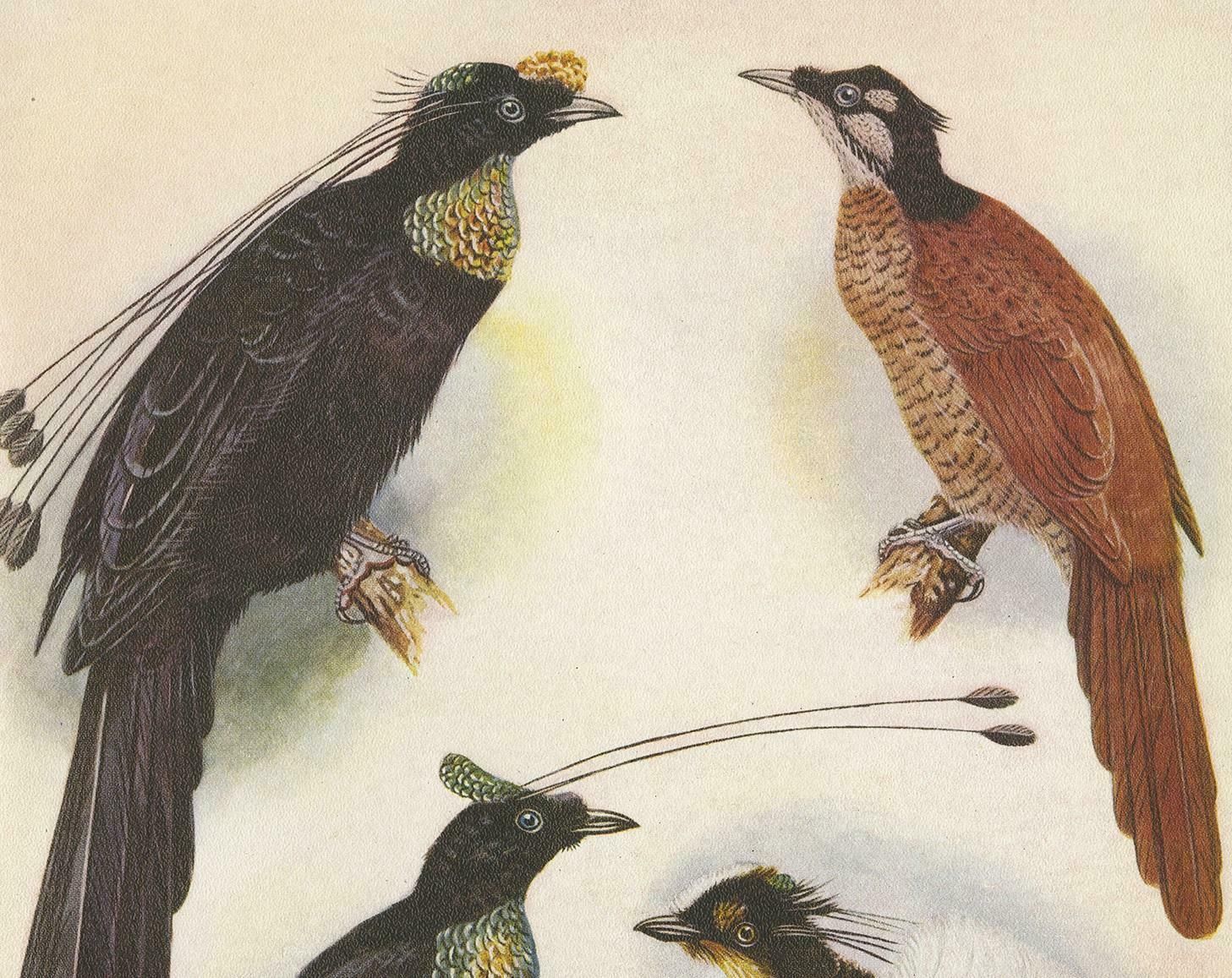 Antique Print Of The Wahnes' Six Plumed Bird Of Paradise And Others, 1950 photo furniture