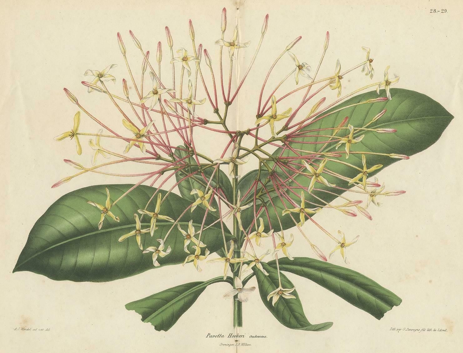 Antique Botany Print Of The Ixora Hookeri Plant By Oudemans, Circa 1865 photo for sale