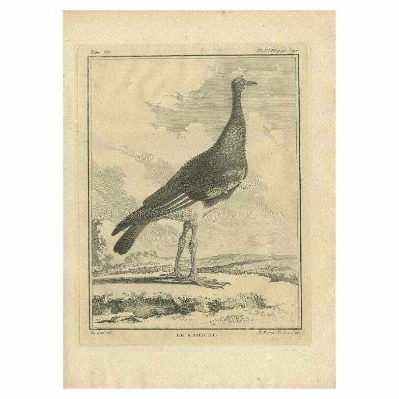 Antique Print Of The Kamichi Bird By Buffon, 1795