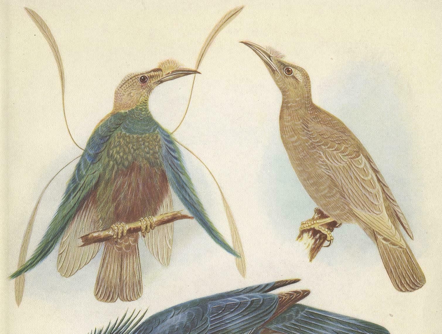 Antique Print Of The Standard Wing And The Trumpet Bird '1950' photo furniture