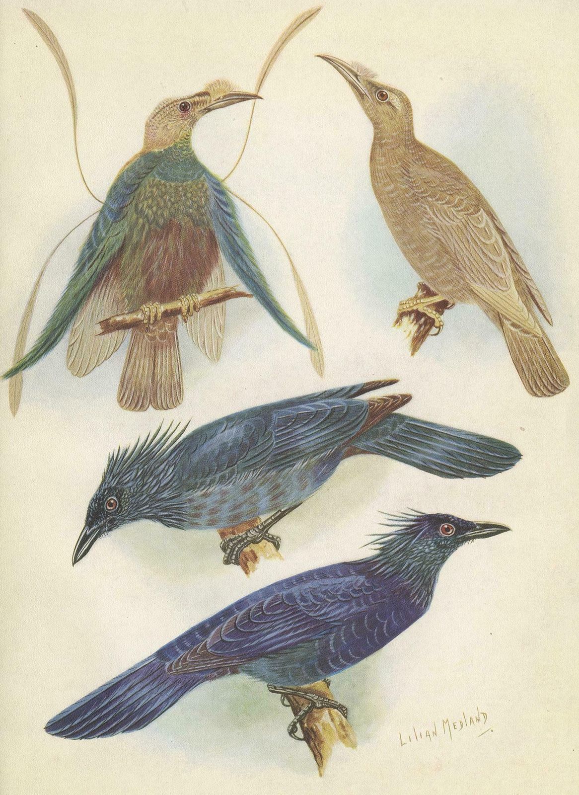 Antique Print Of The Standard Wing And The Trumpet Bird '1950' photo Art