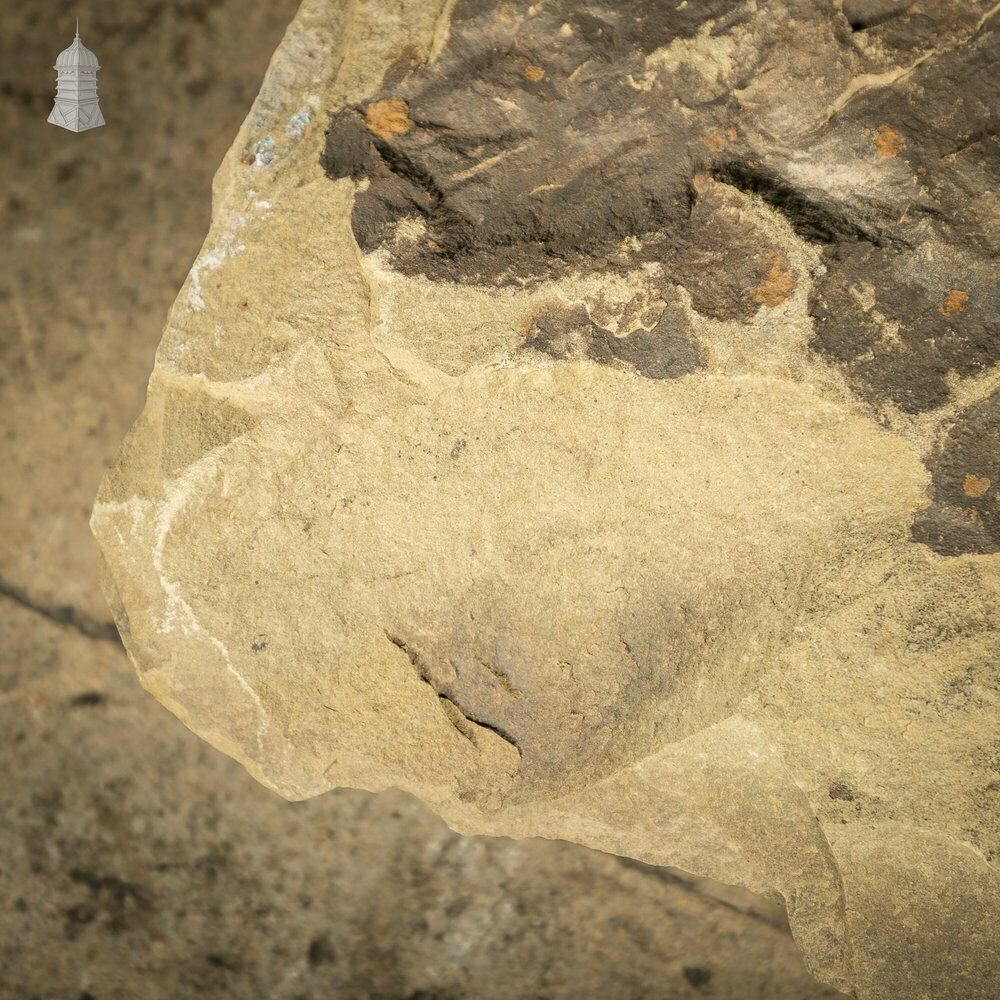 Riven Flagstone With A Weathered Face And Cut Back photo vintage