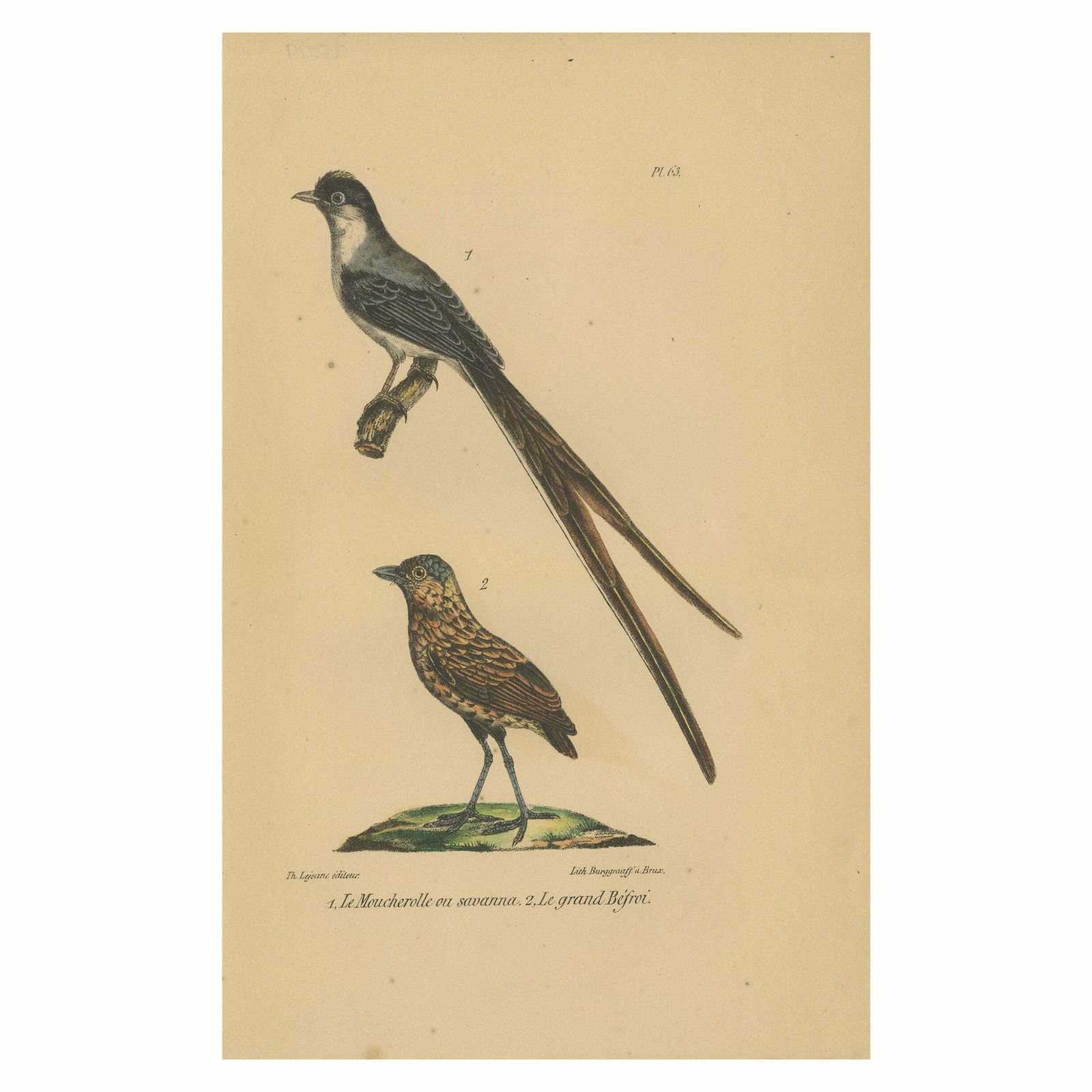 Pl. 63 Antique Bird Print Of A Flycatcher And Antpitta By Lejeune 'C.1830'