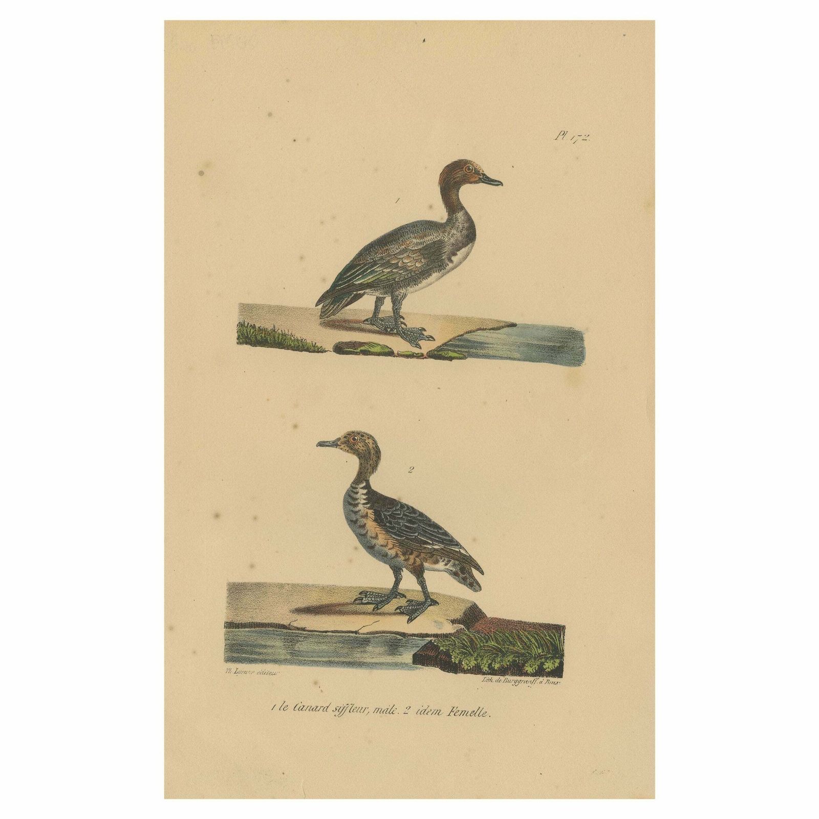 Pl. 172 Antique Bird Print Of The Eurasian Wigeon By Lejeune 'C.1830'