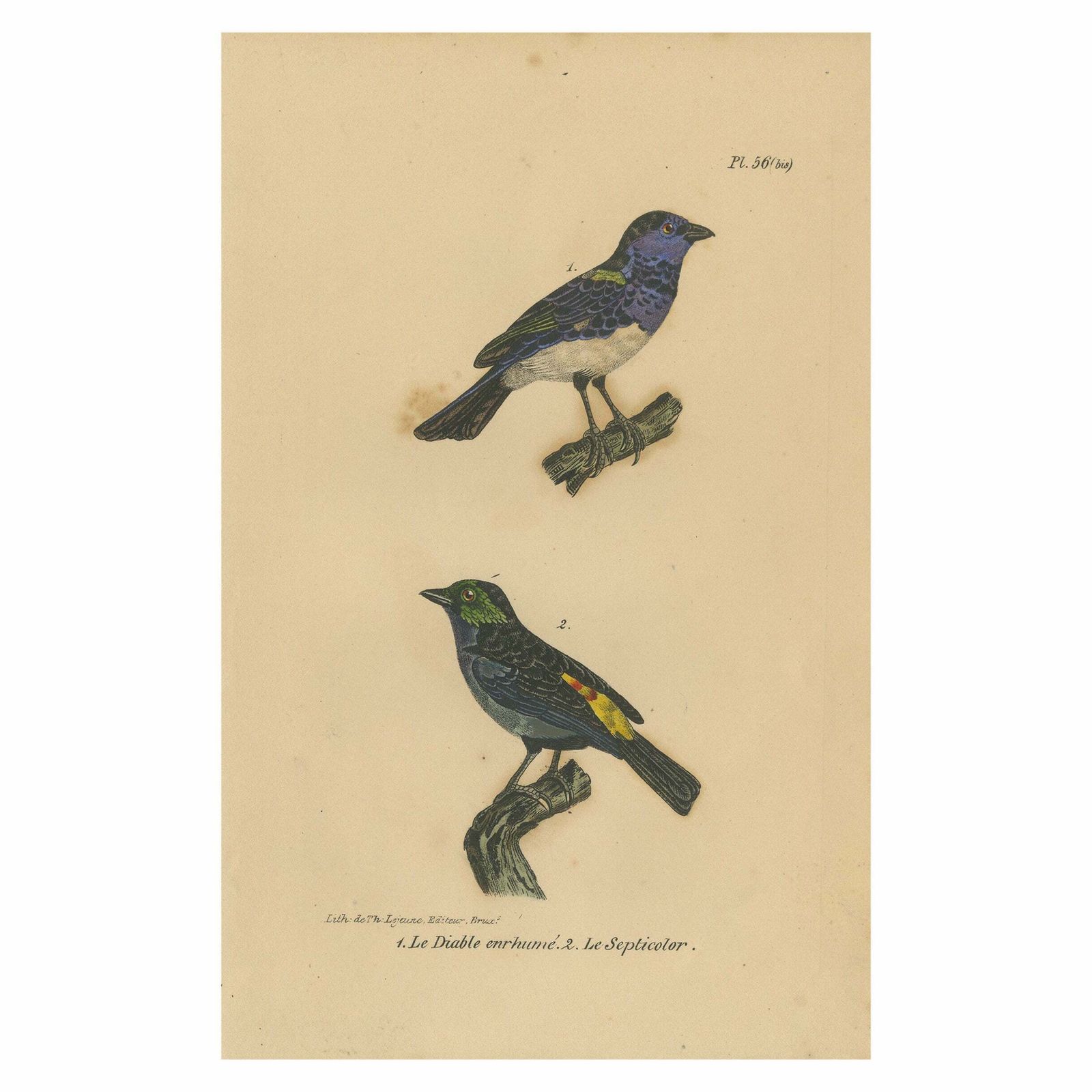 Pl. 56 Antique Bird Print Of Tanager Species By Lejeune 'C.1830'