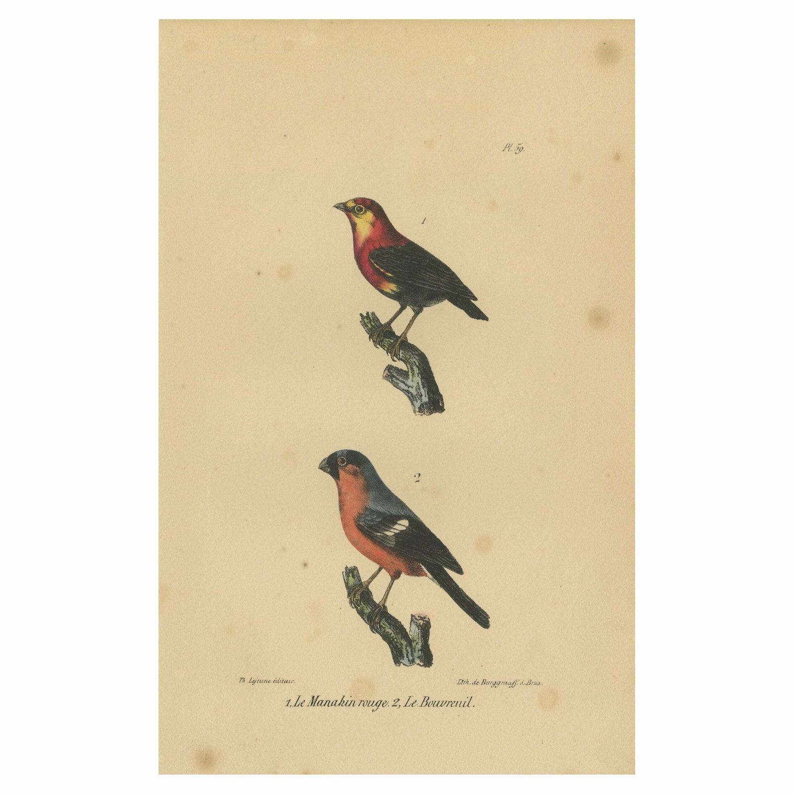 Pl. 59 Antique Bird Print Of A Manakin And Bullfinch By Lejeune, 'C.1830'