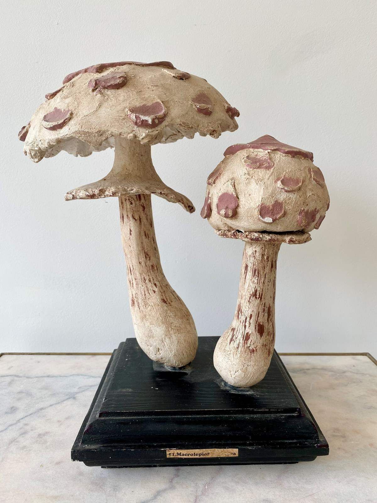 Vintage Study Aid Of Mushroom, Late 20th Century photo Art
