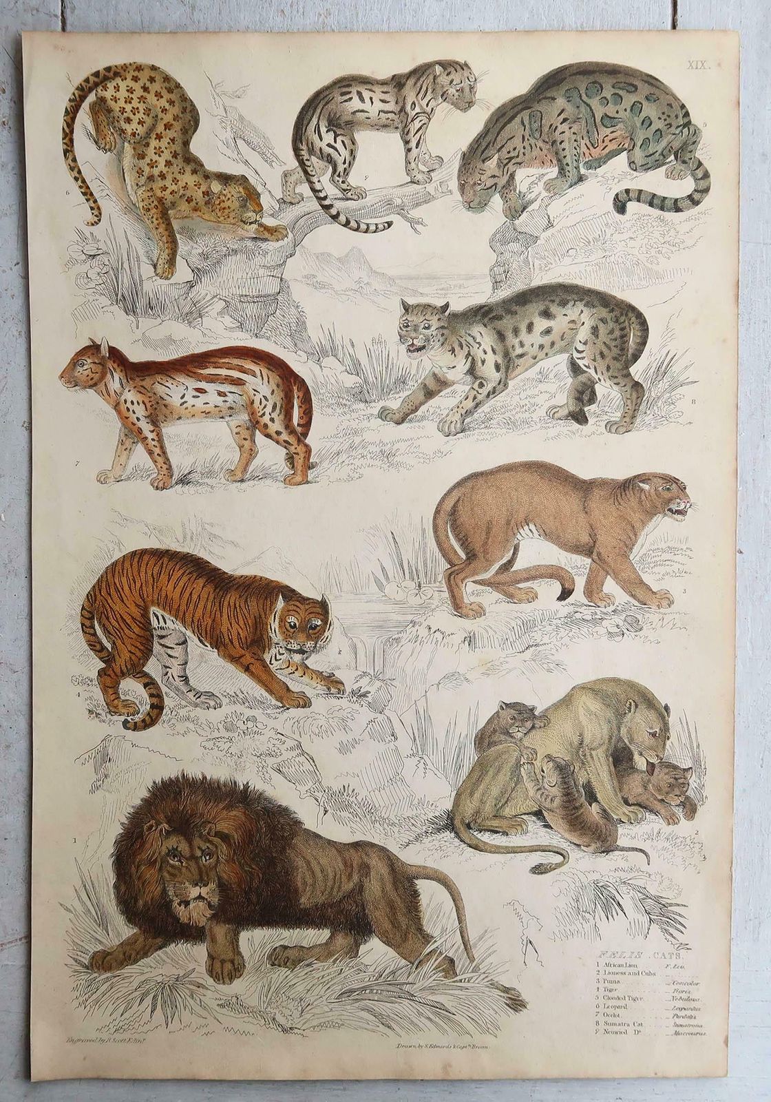 Set Of 4 Large Original Antique Prints Of Cats, Circa 1835 photo Art