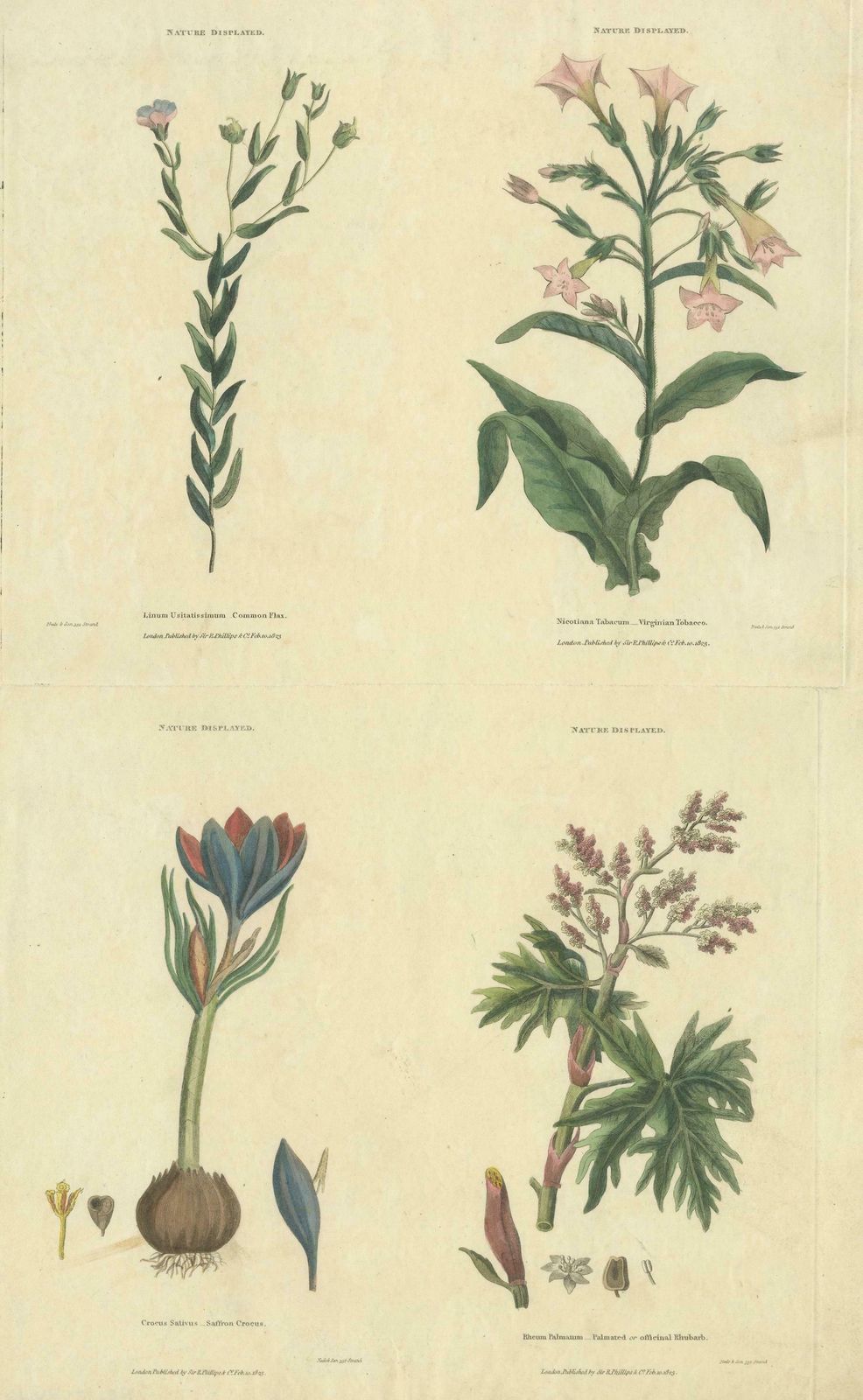 Old Botanical Quartet: Portraits Of Flax, Tobacco, Saffron, And Patience, 1823 photo for sale