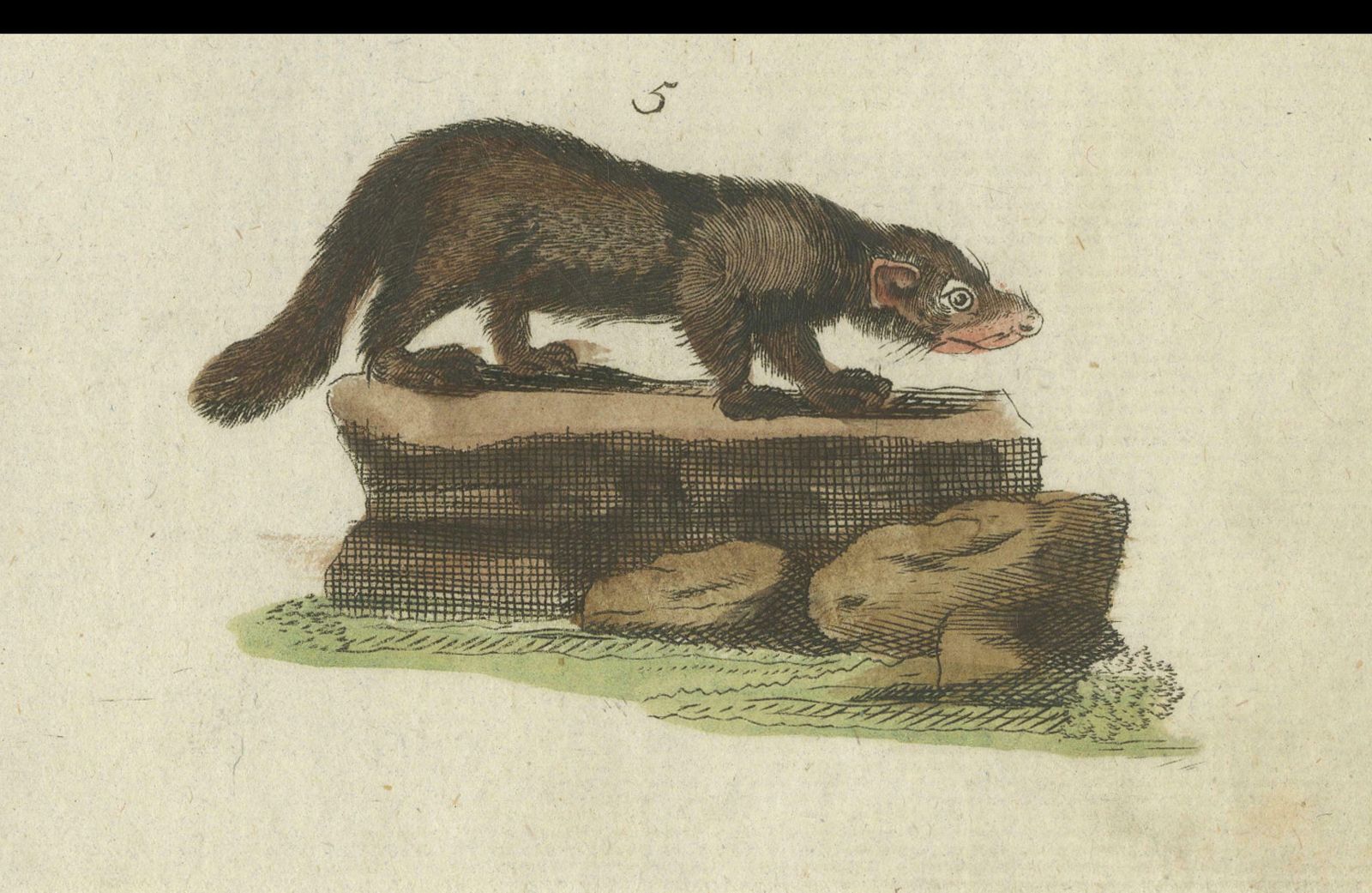 Print Of A Civet And Skunks, Published In Circa 1820 photo 174.0