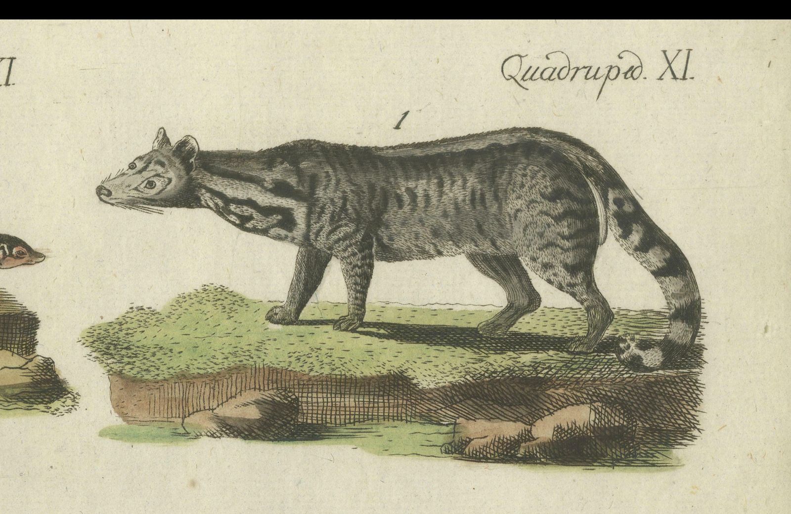 photo furniture Print Of A Civet And Skunks, Published In Circa 1820