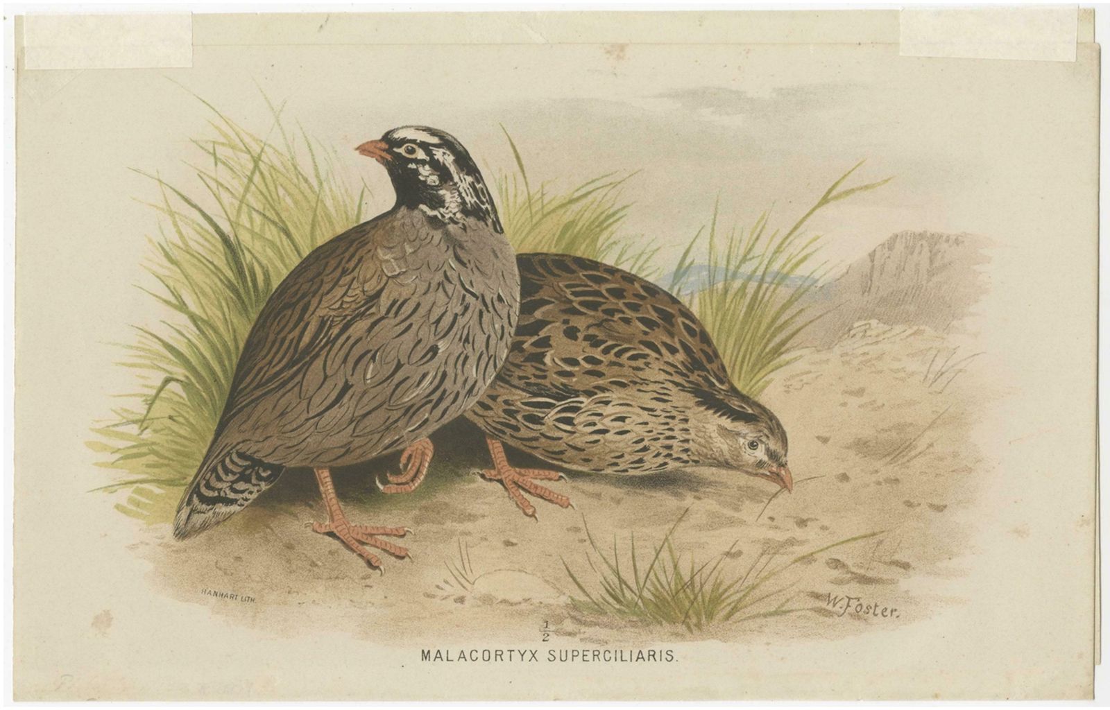 Antique Bird Print Of The Mountain Quail By Hume & Marshall, 1879 photo for sale