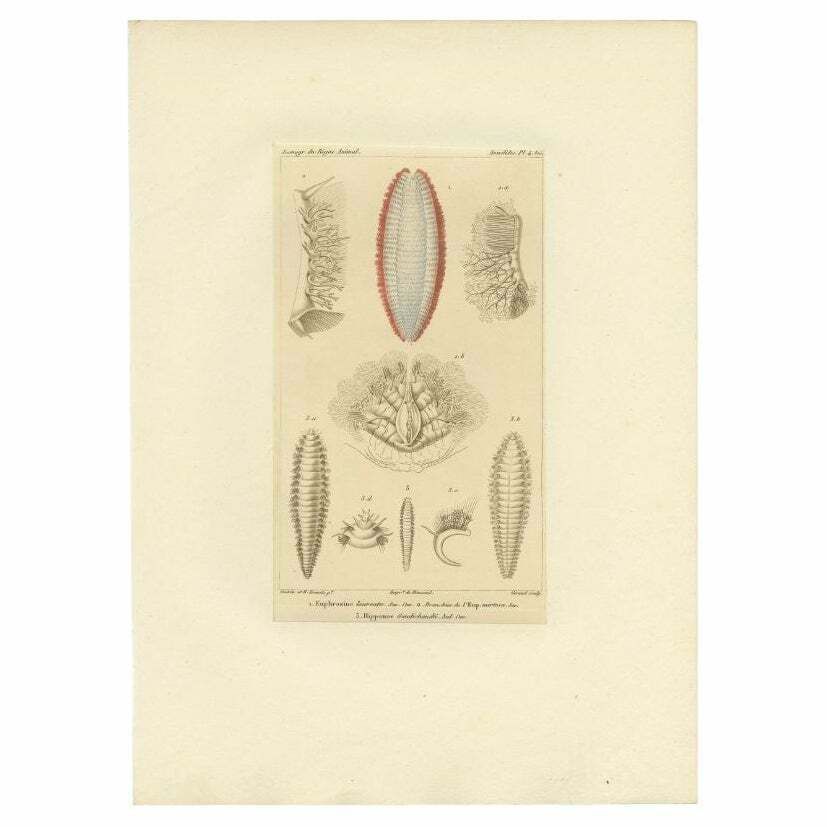 Antique Print Of Various Bristle Worms By Guérin, C.1829
