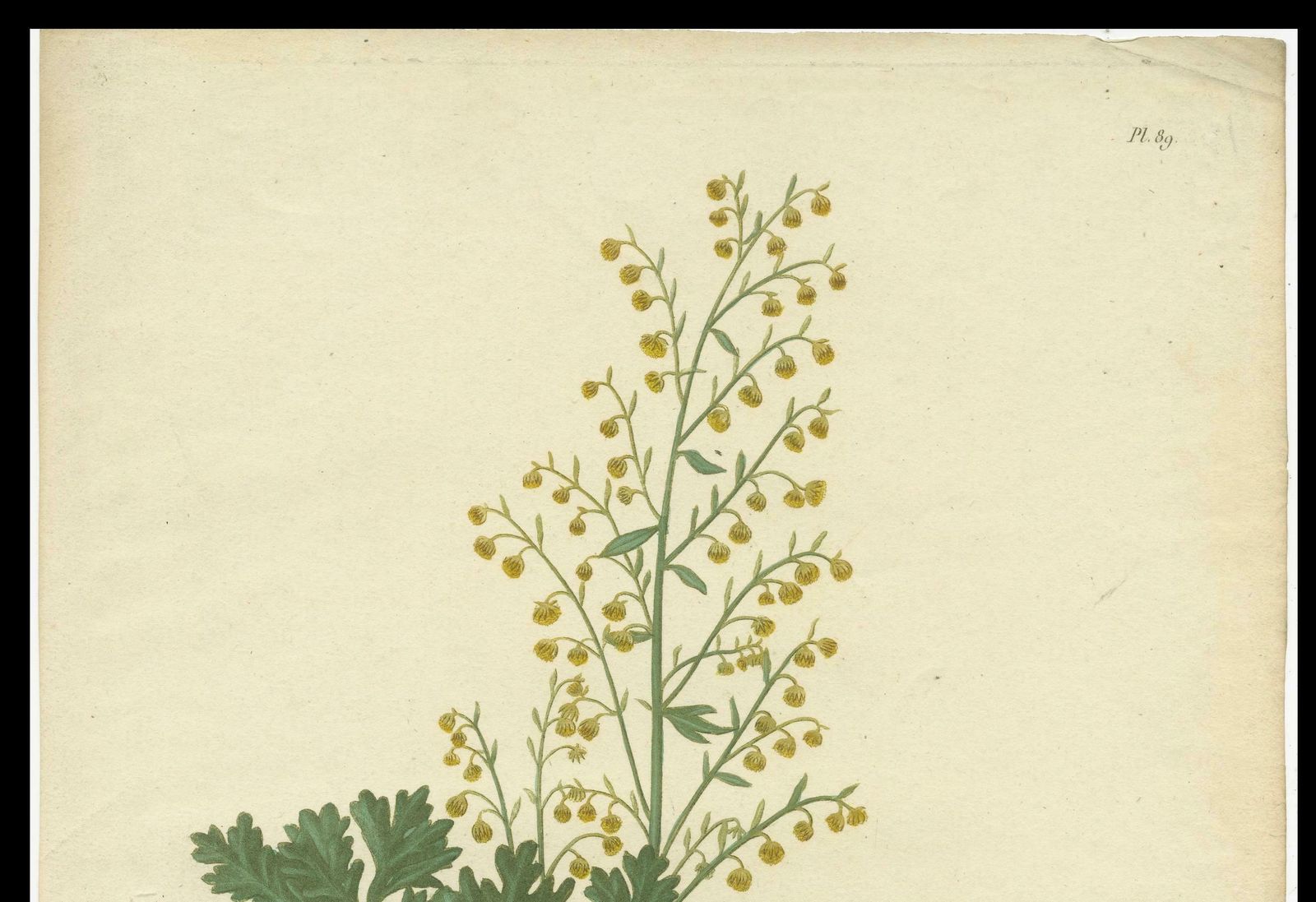 Antique Botanical Print Of Artemisia Absinthium Or Wormwood, Ca.1821 photo buy