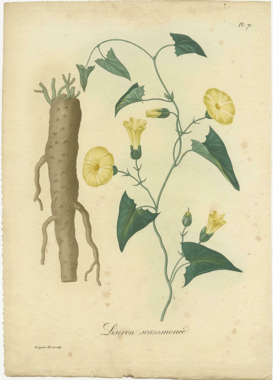 Antique Botanical Print Of Convolvulus Scammonia, Or Scammony, Ca.1821 photo furniture