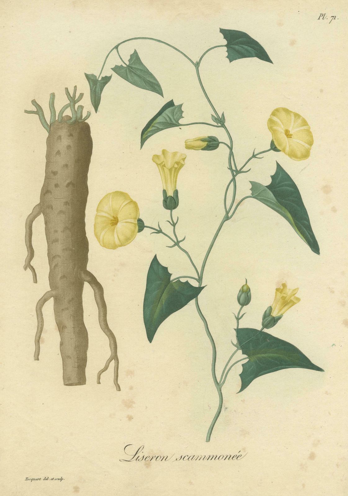Antique Botanical Print Of Convolvulus Scammonia, Or Scammony, Ca.1821 photo for sale