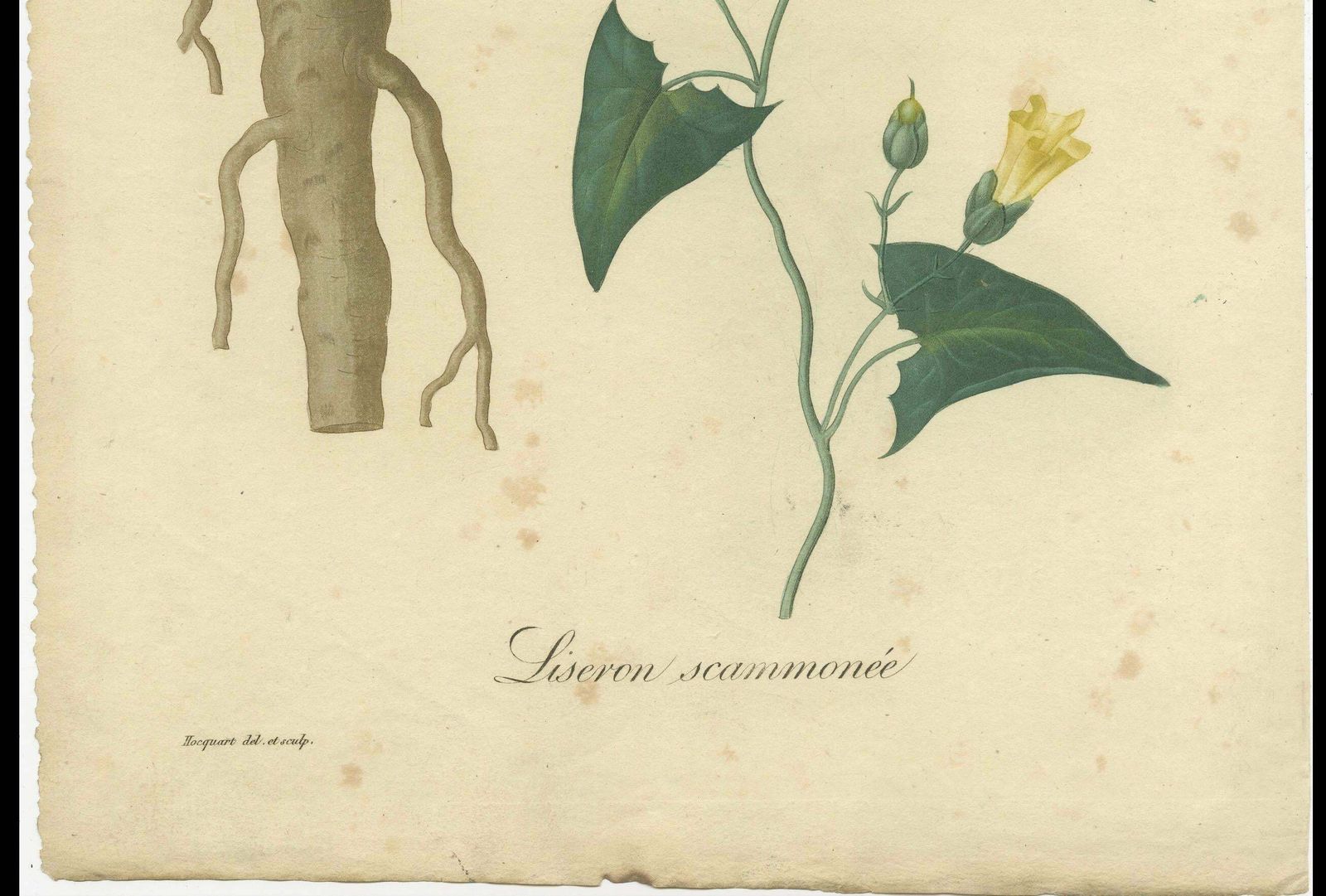 Antique Botanical Print Of Convolvulus Scammonia, Or Scammony, Ca.1821 photo vinterior