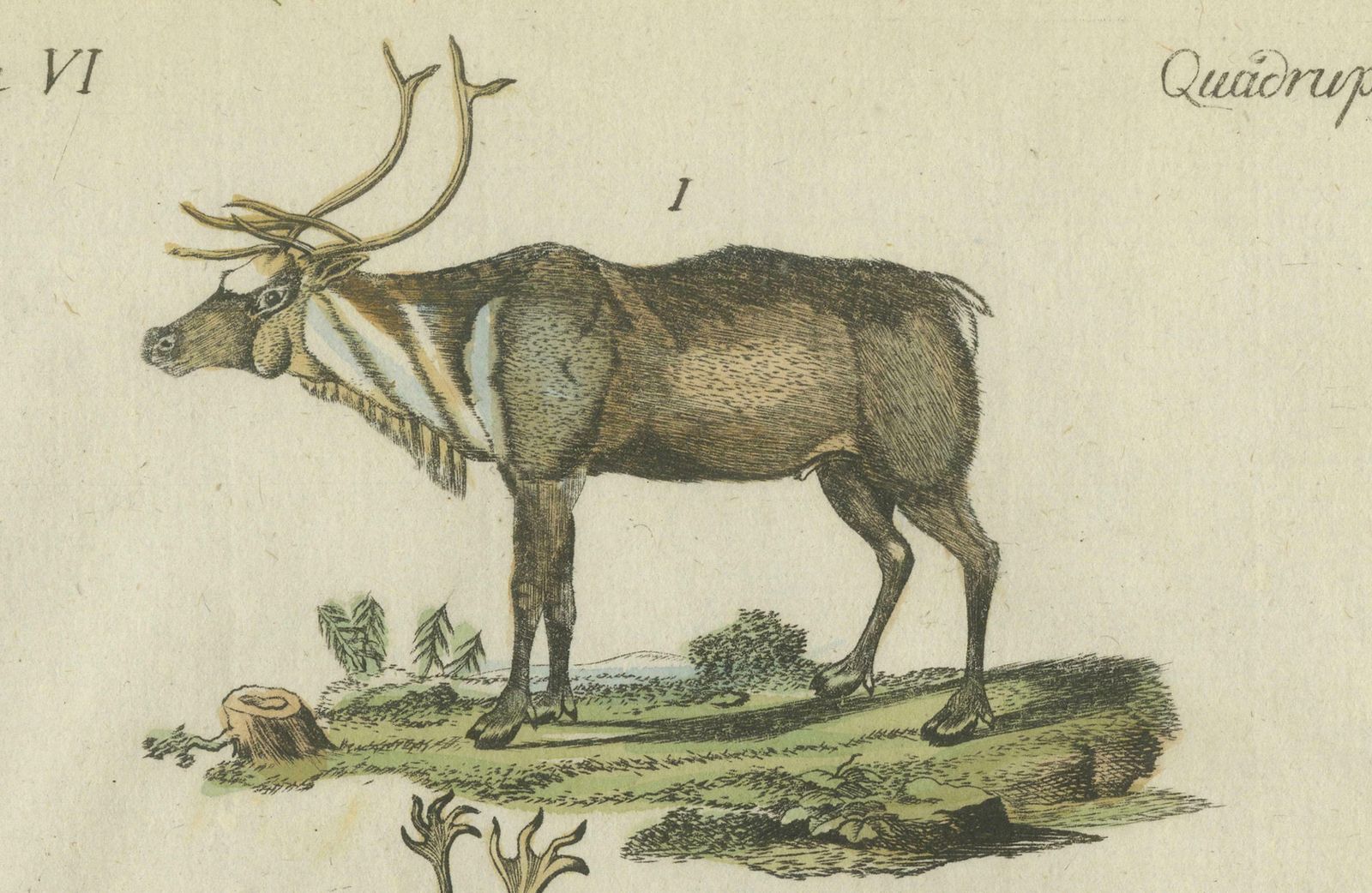 Original Hand Colored Antique Engraving Of Reindeer, Published Circa 1820 photo vinterior