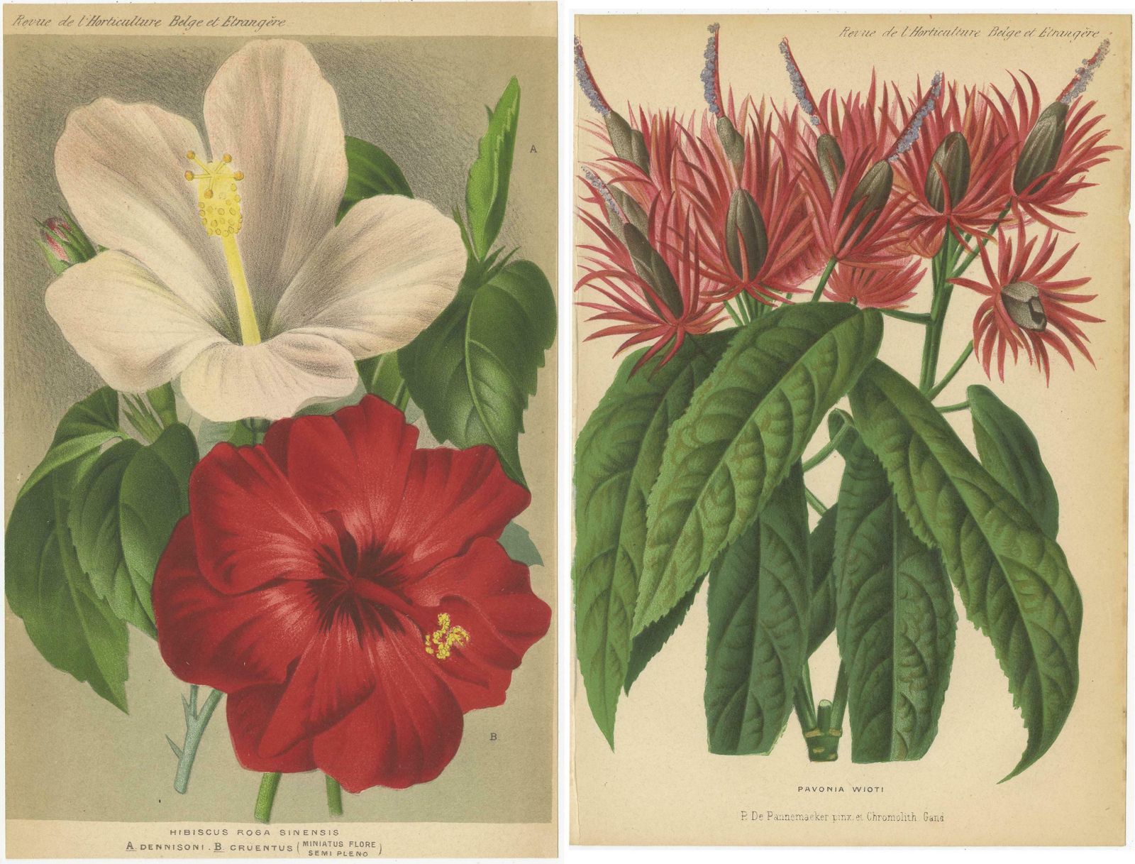Set Of 2 Antique Botany Prints, Hibiscus Rosa Sinensis, Pavonia 'Circa 1890' photo Art