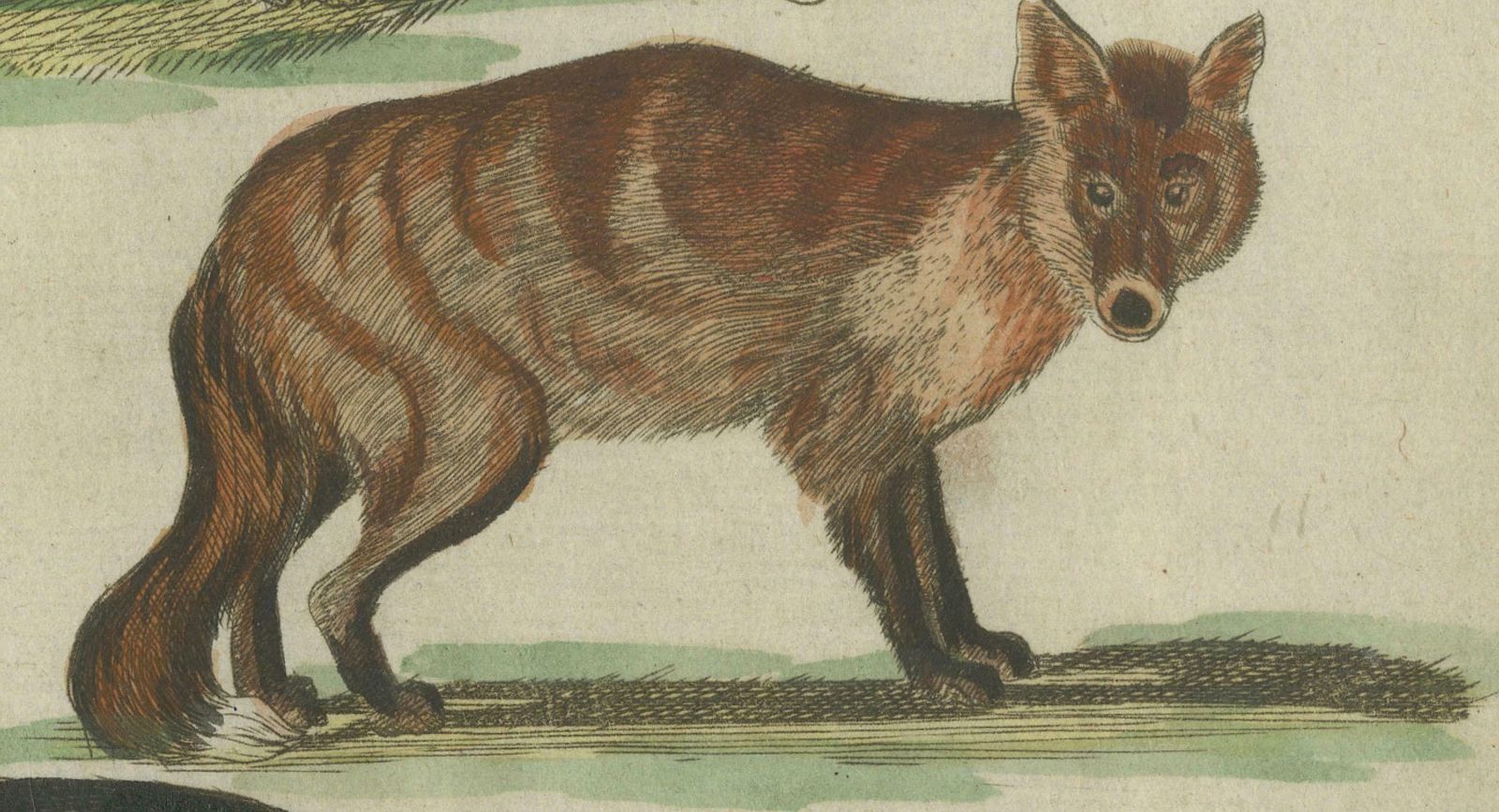 Hand Colored Antique Print Of Wolves And A Fox, Circa 1820 photo 153.0