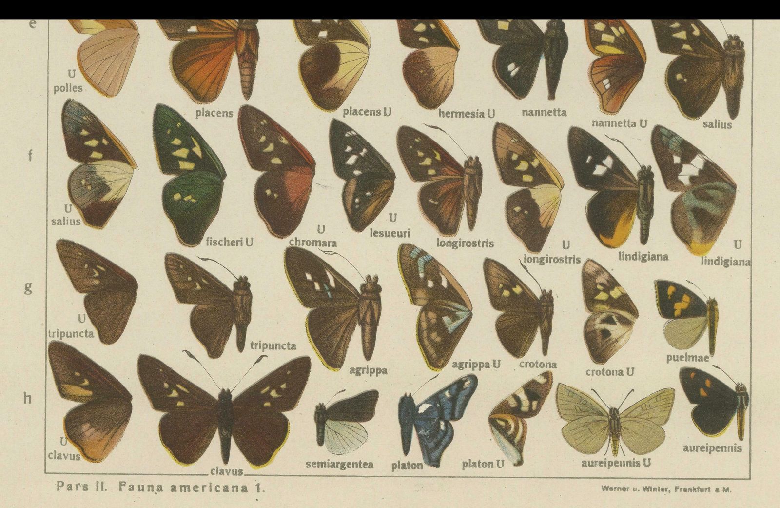 Set Of 2 Antique Prints Of Butterflies Of Africa And America, Published In 1910 photo buy