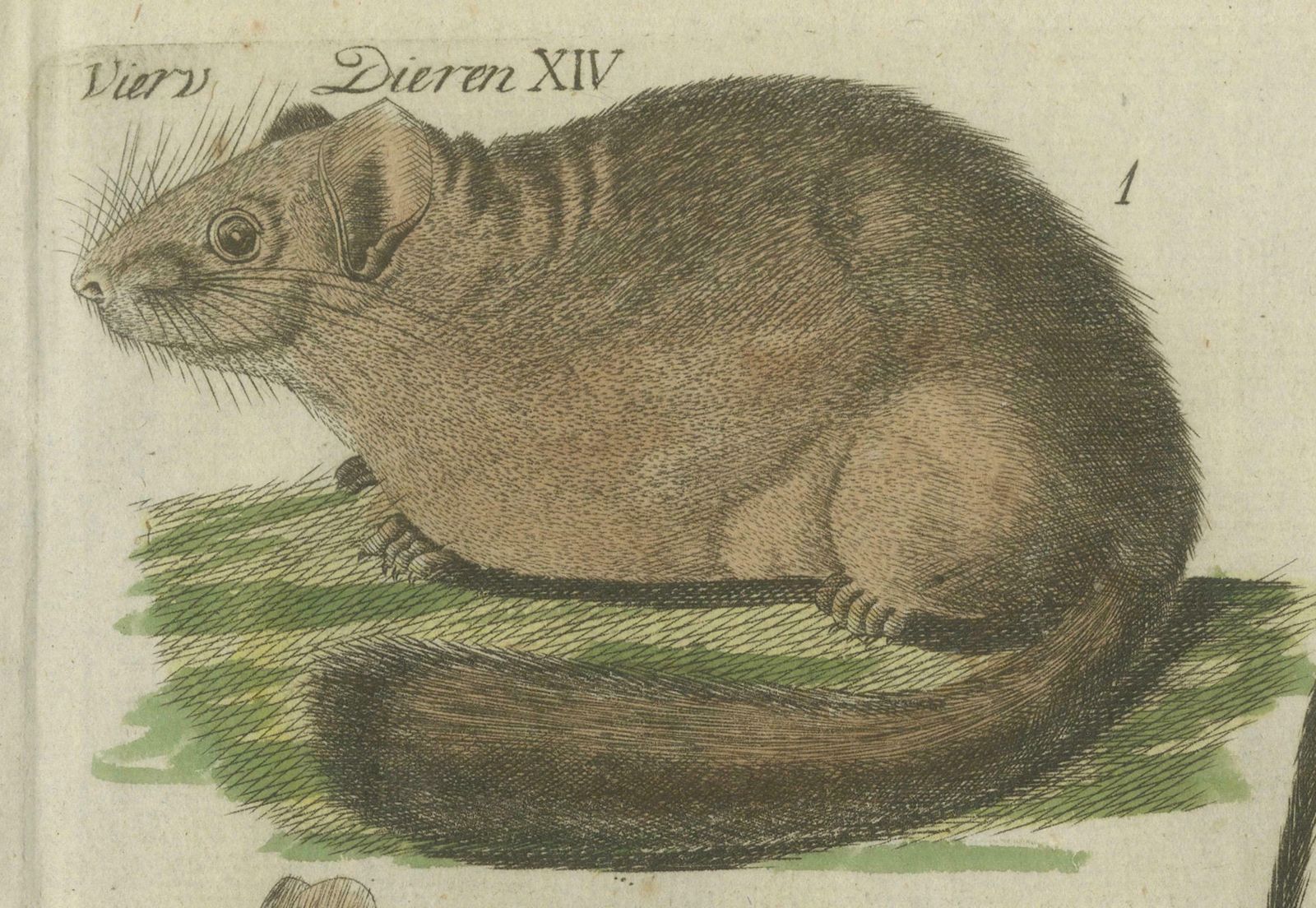 photo furniture Hand Colored Antique Illustrations Of Various Rodent Like Animals, Circa 1820