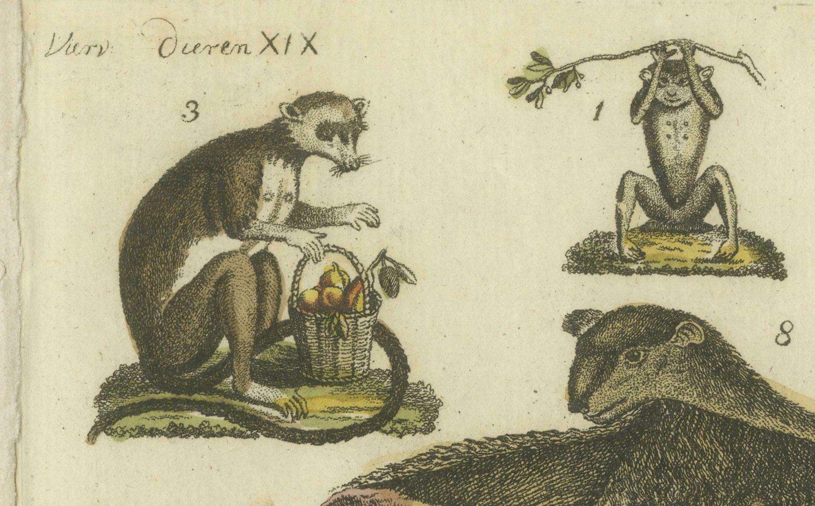 Hand Colored Antique Print Of Lemurs And The Extinct Mauritian Flying Fox, 1820 photo buy