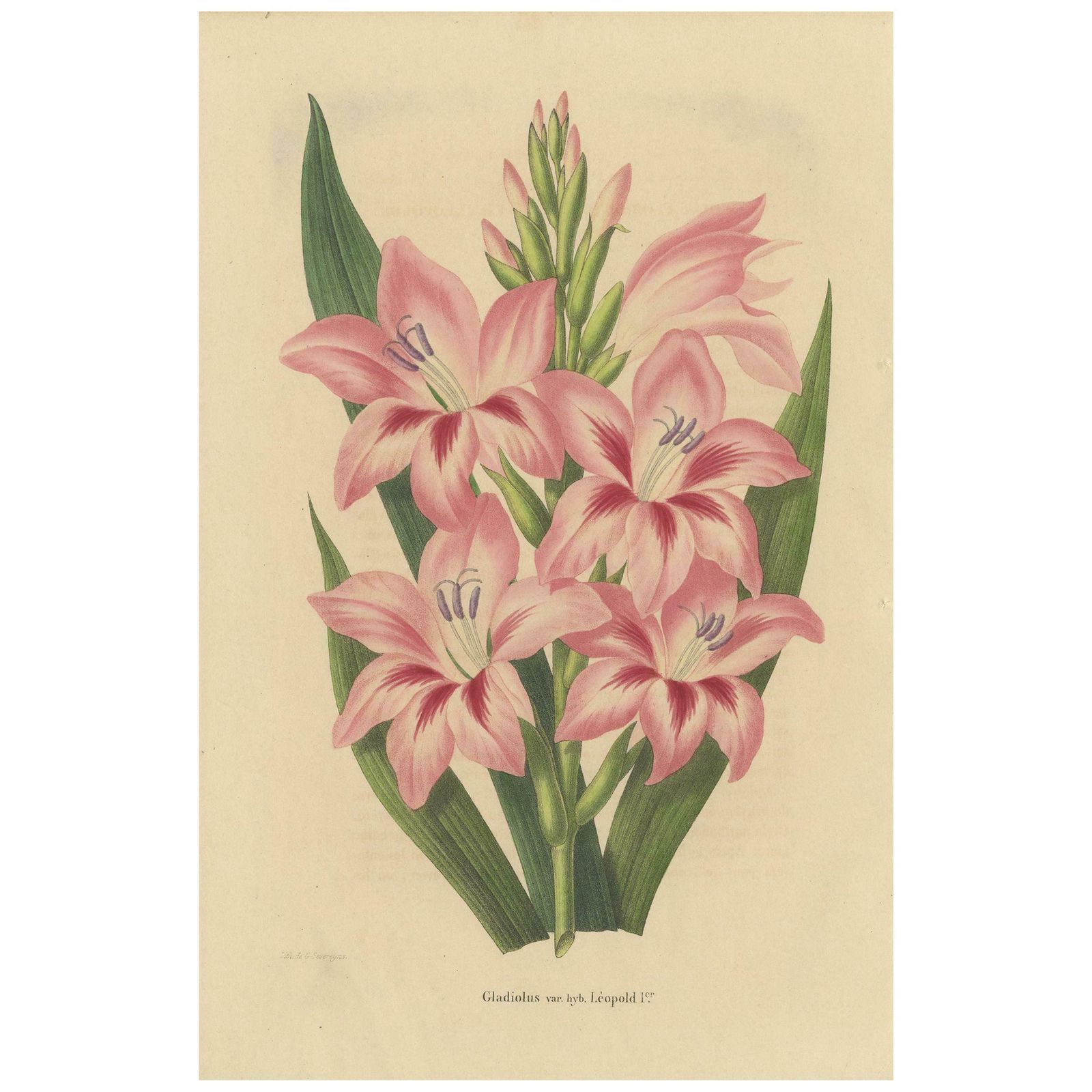 Antique Botany Print Of A Pink Gladiolus Species '1848'